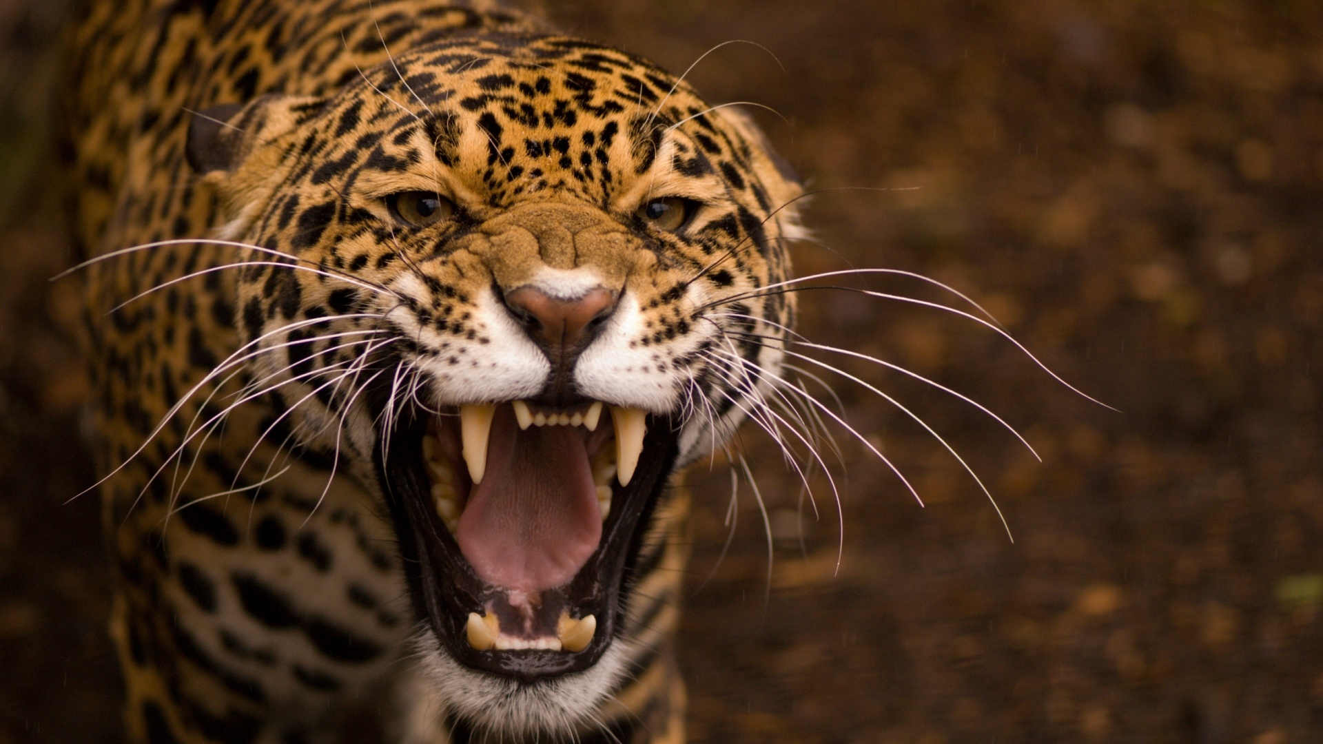 Wallpapers teeth Jaguar cat on the desktop