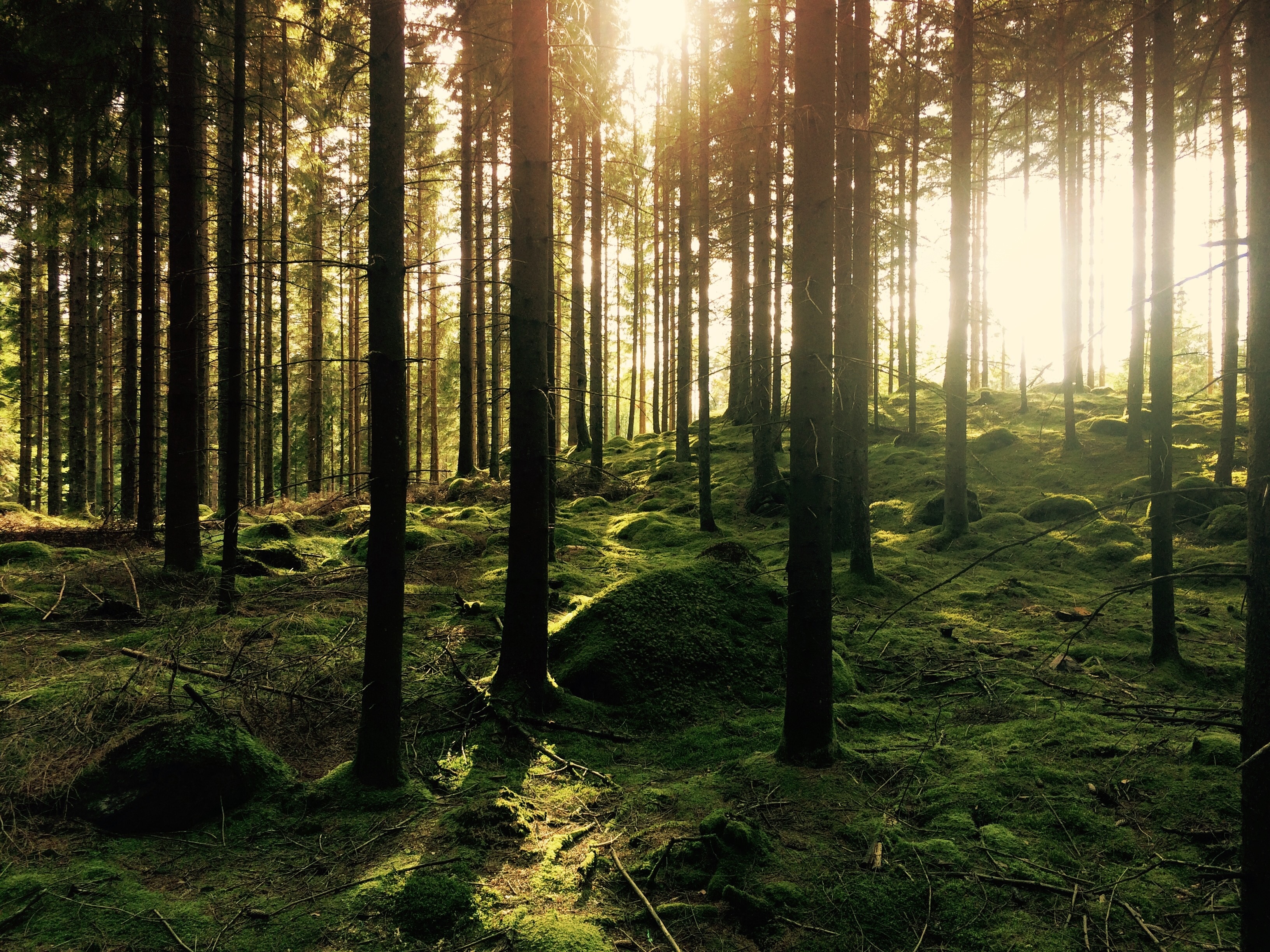 Free photo Sunny forest with green grass