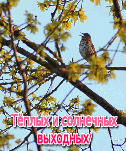 Открытка на тему выходные птица ветка скачать бесплатно