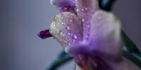Макро: капли на лепестках