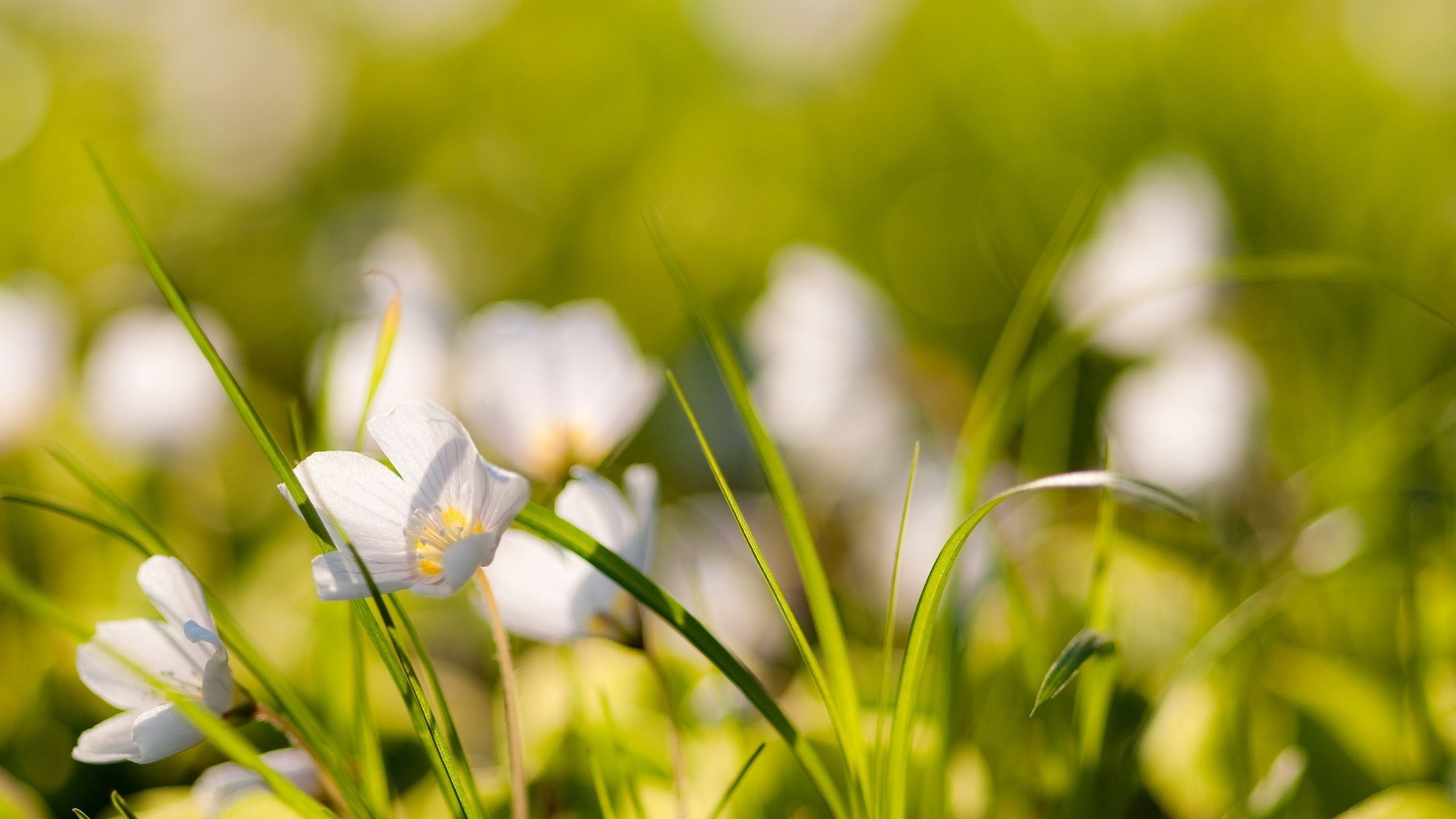 免费照片绿草上的白花