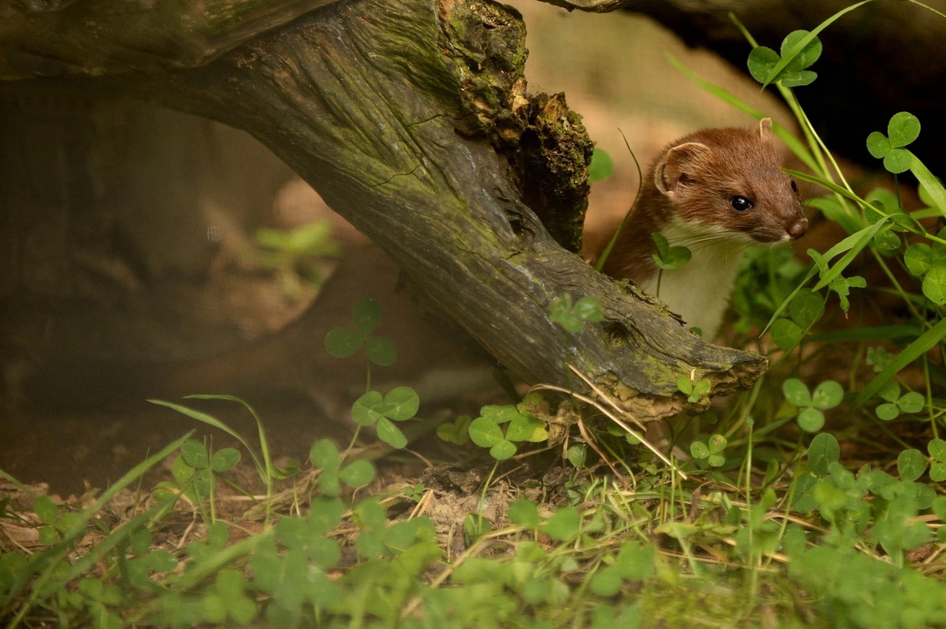 Горностай прячется за корягой среди зелёной травы и клевера, настороженно выглядывая вперёд.