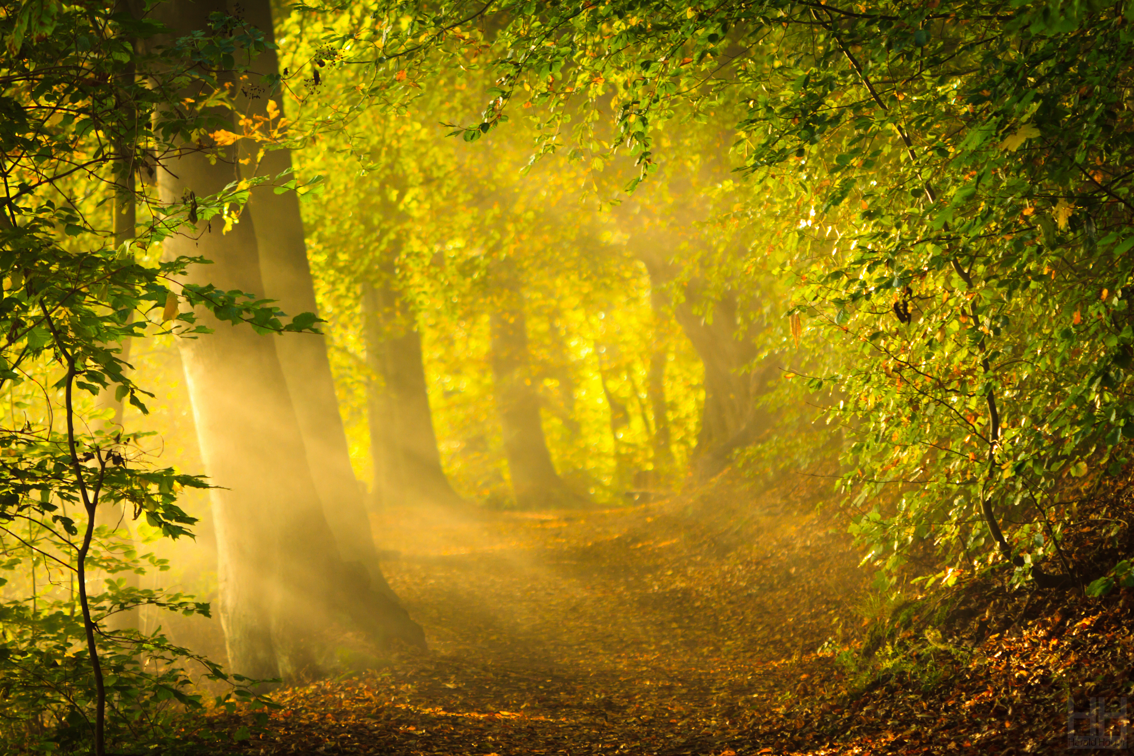 免费照片明亮的阳光穿过茂密的森林