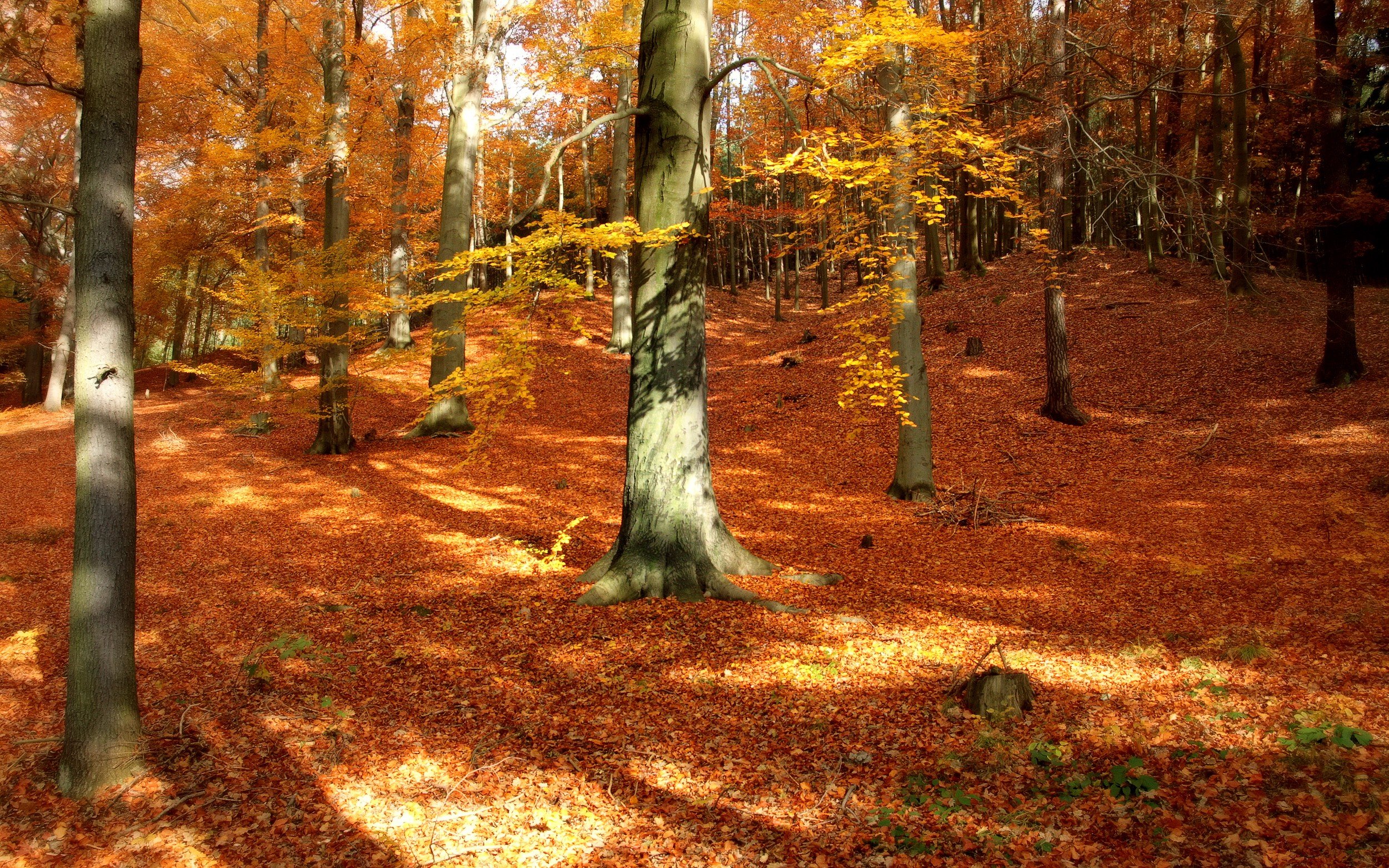 Free photo Fallen leaves in the forest