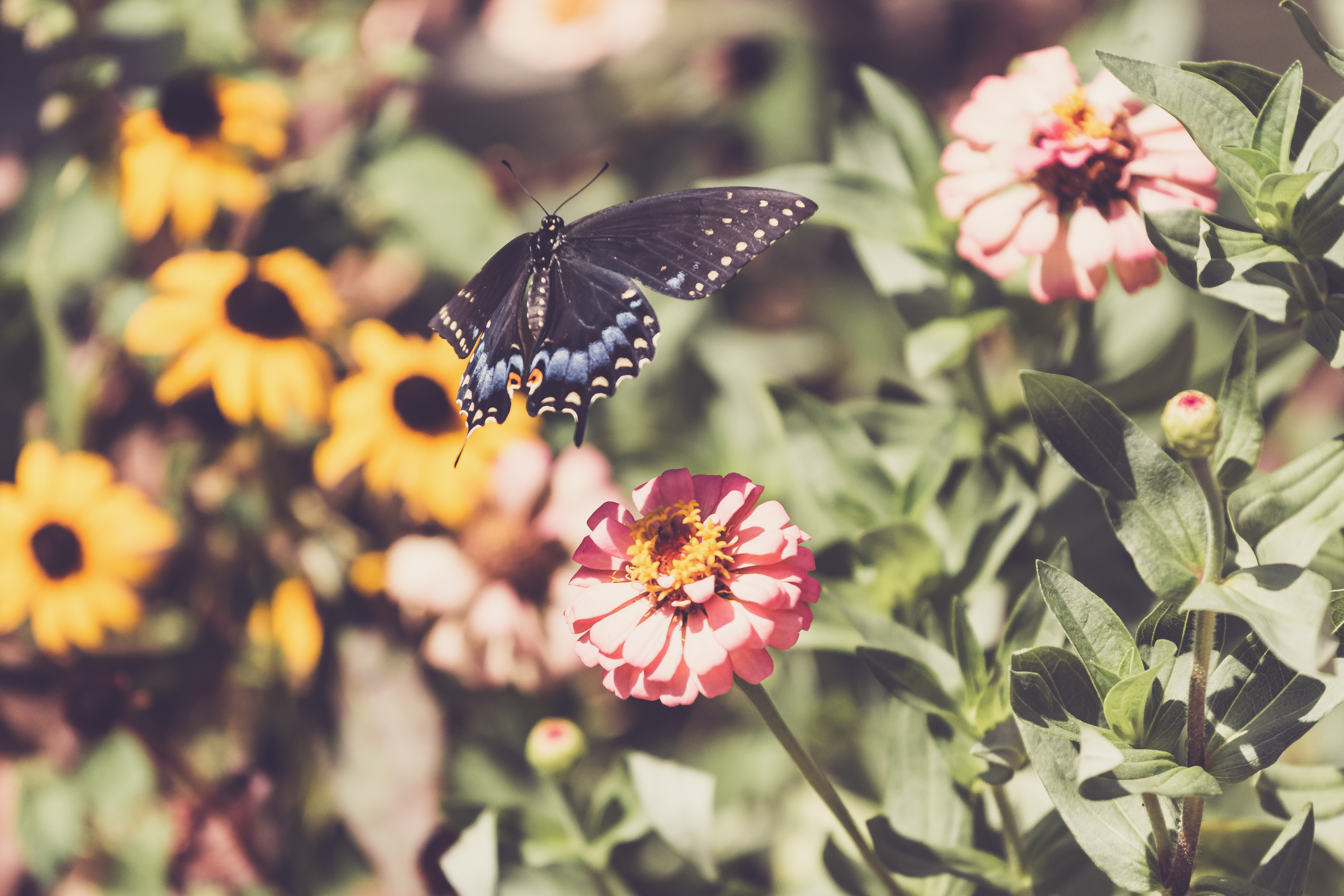 Free photo A black butterfly lands on a pink flower.