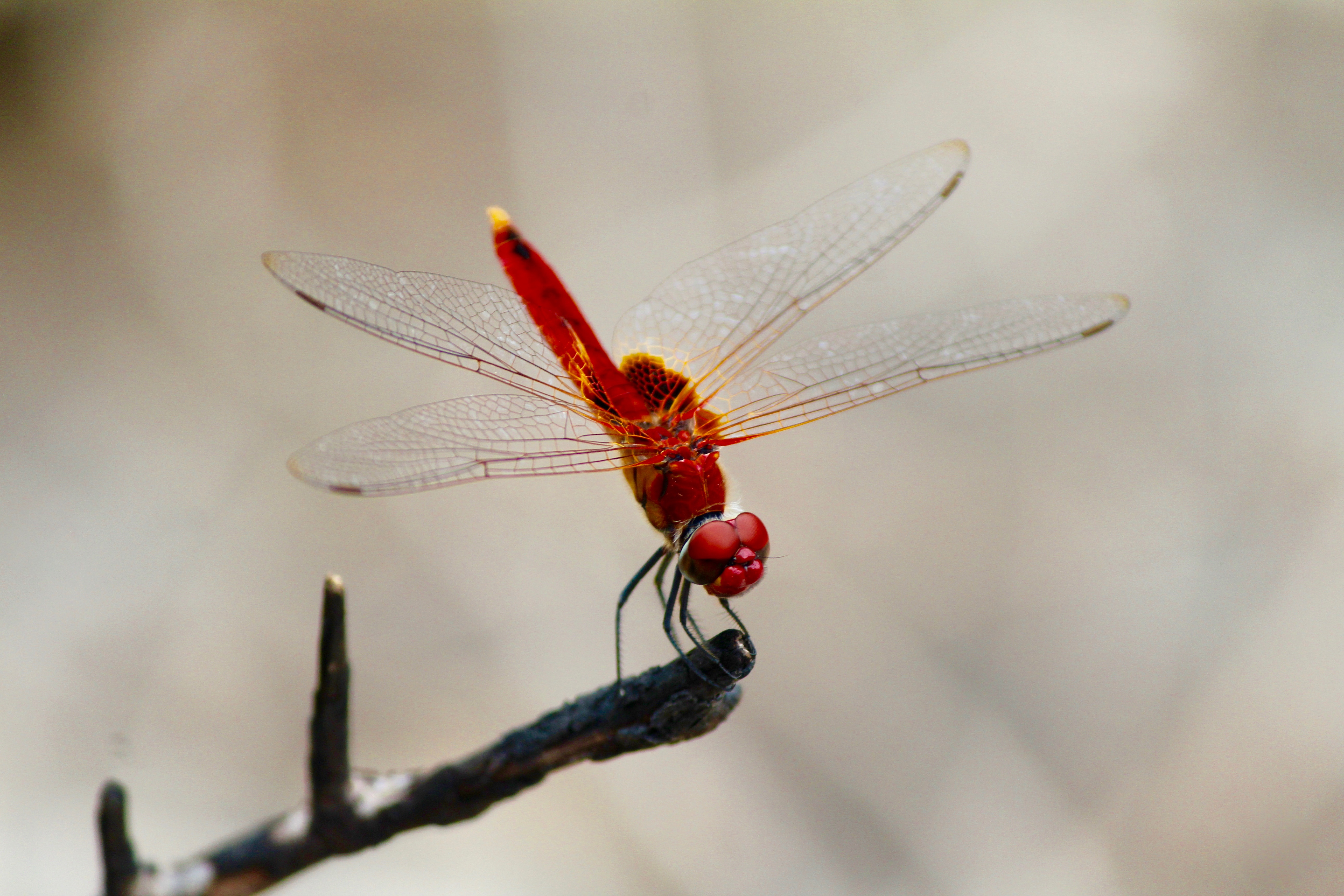 一只红蜻蜓依附在树枝上