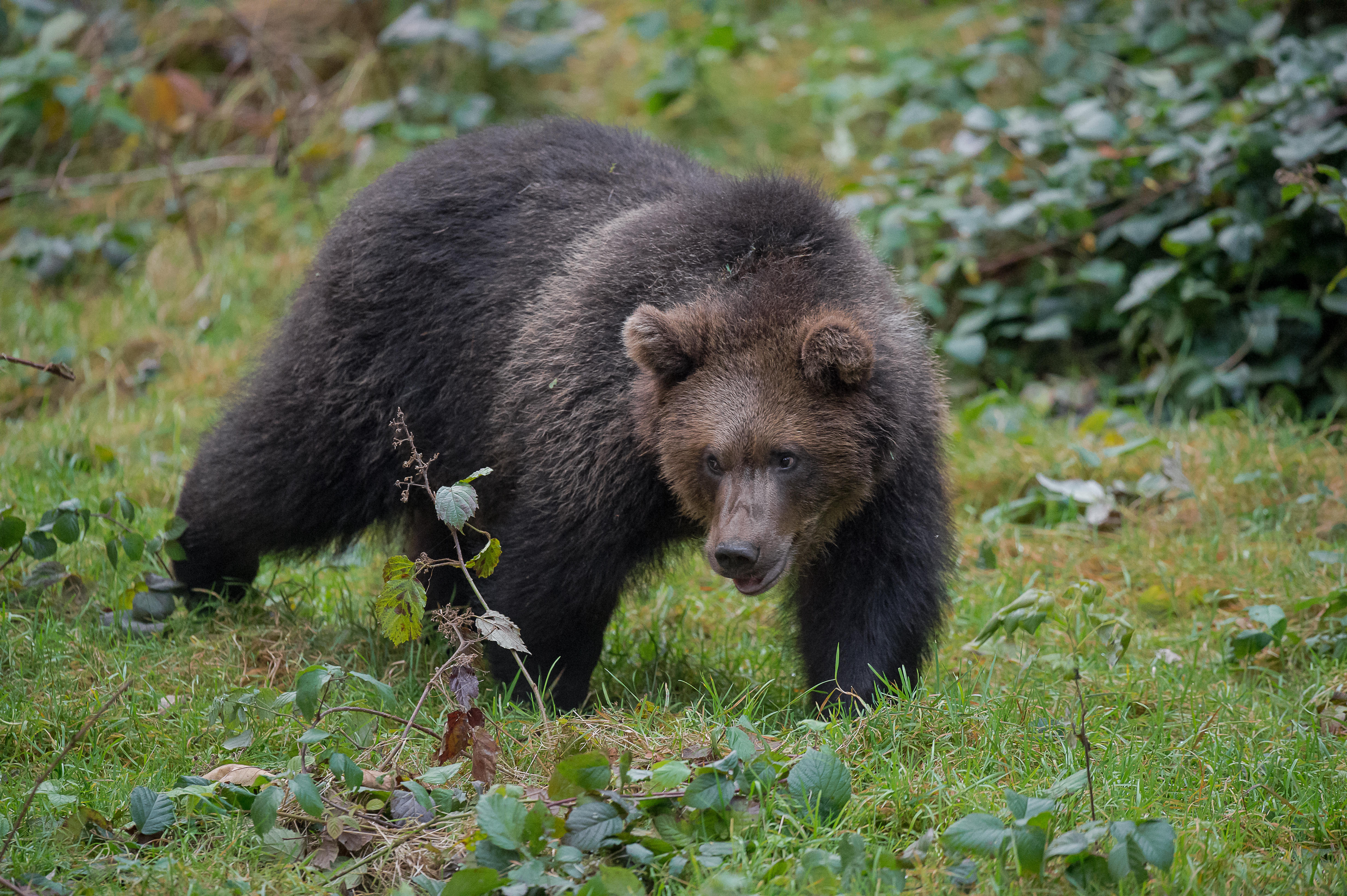 Wallpapers Brown bear carnivorous mammal animal on the desktop