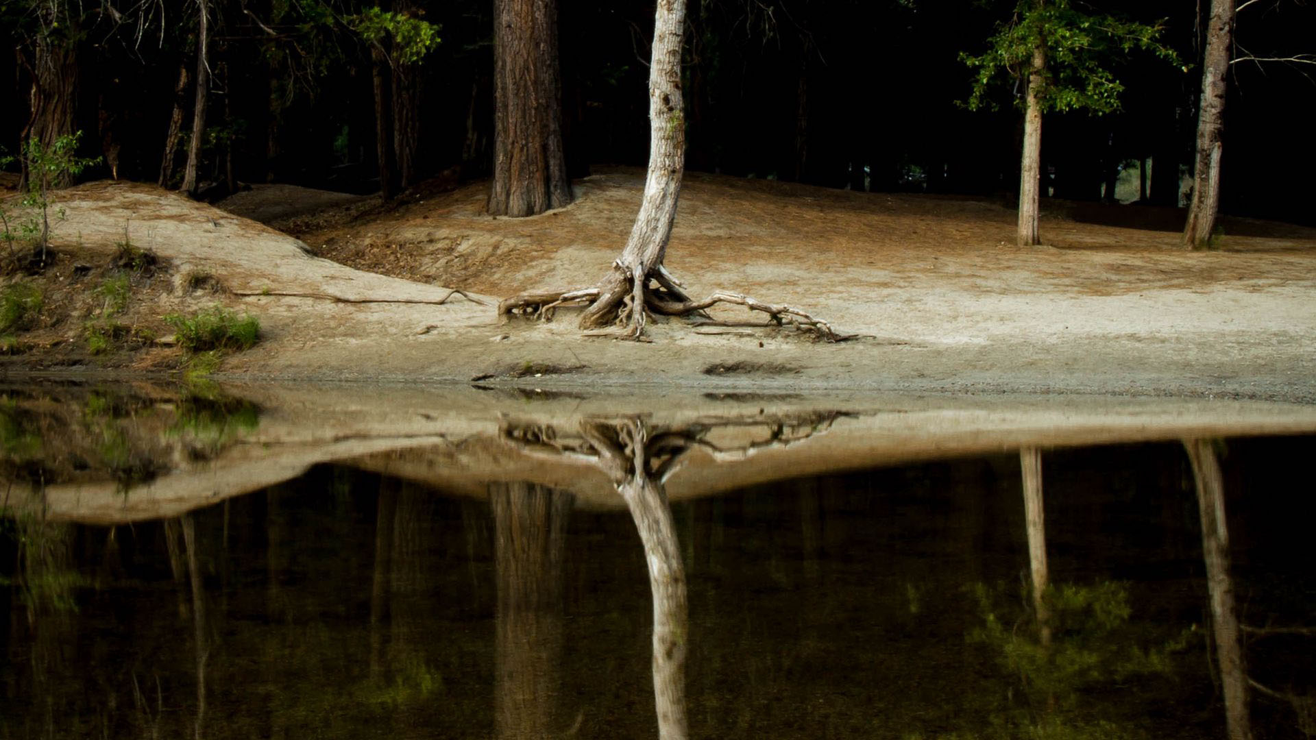 免费照片河边一棵干枯的树