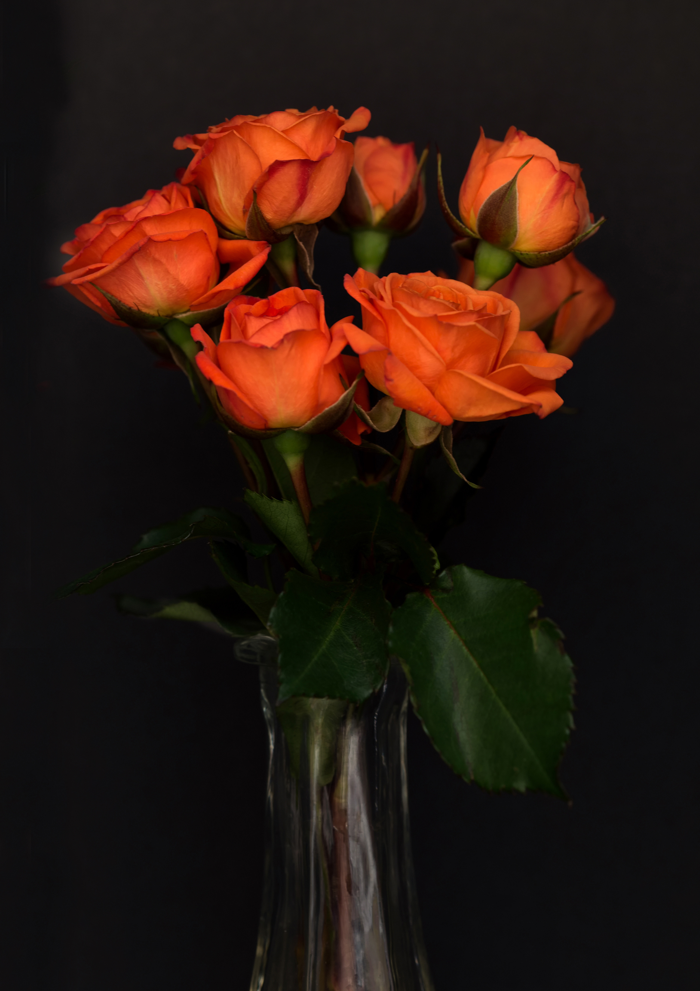 Wallpapers flower rose orange on the desktop