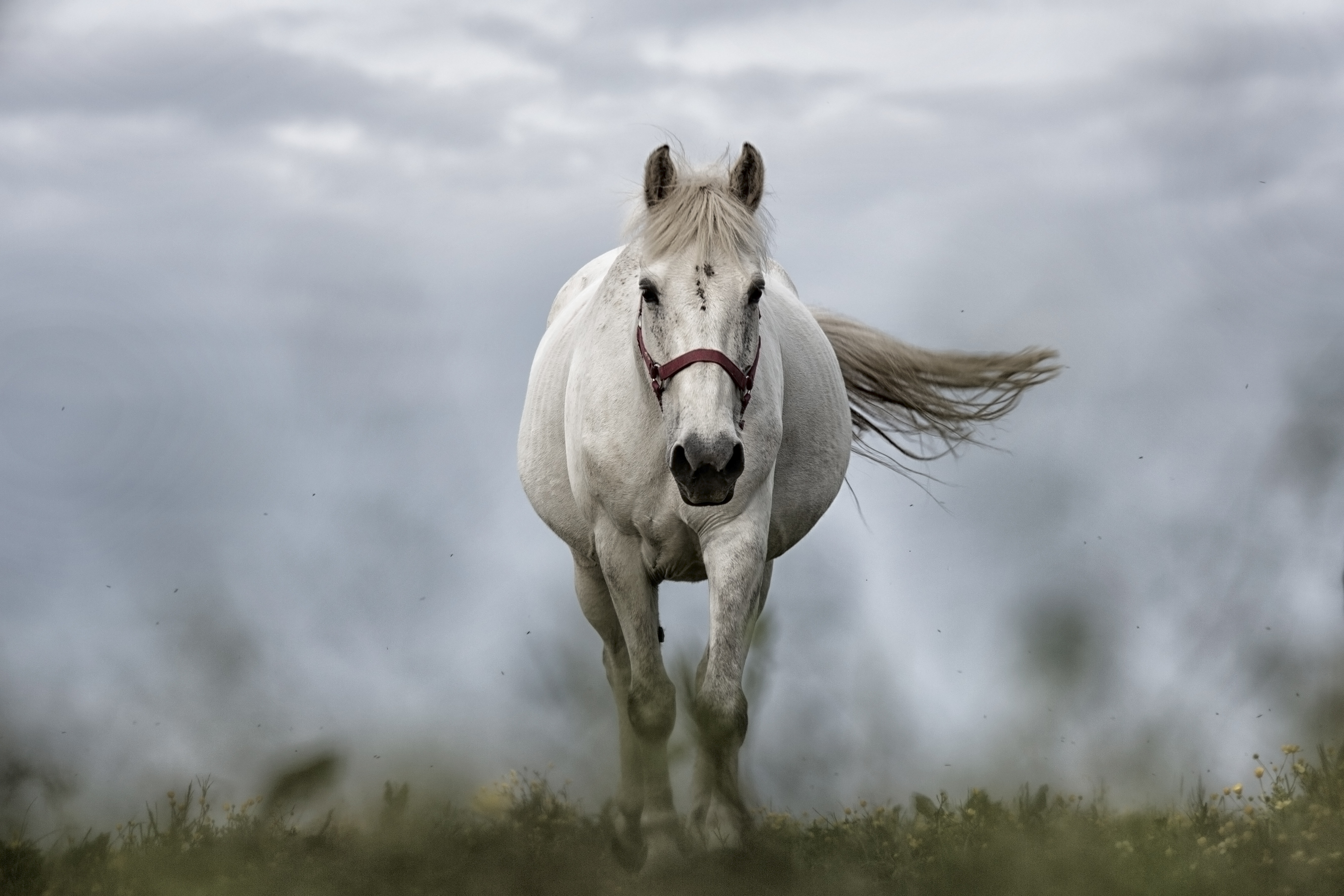 Wallpapers nature animal pasture on the desktop