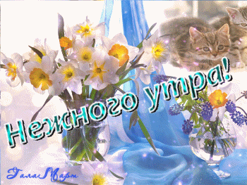 主题为温和的早晨 花束 猫的明信片免费下载