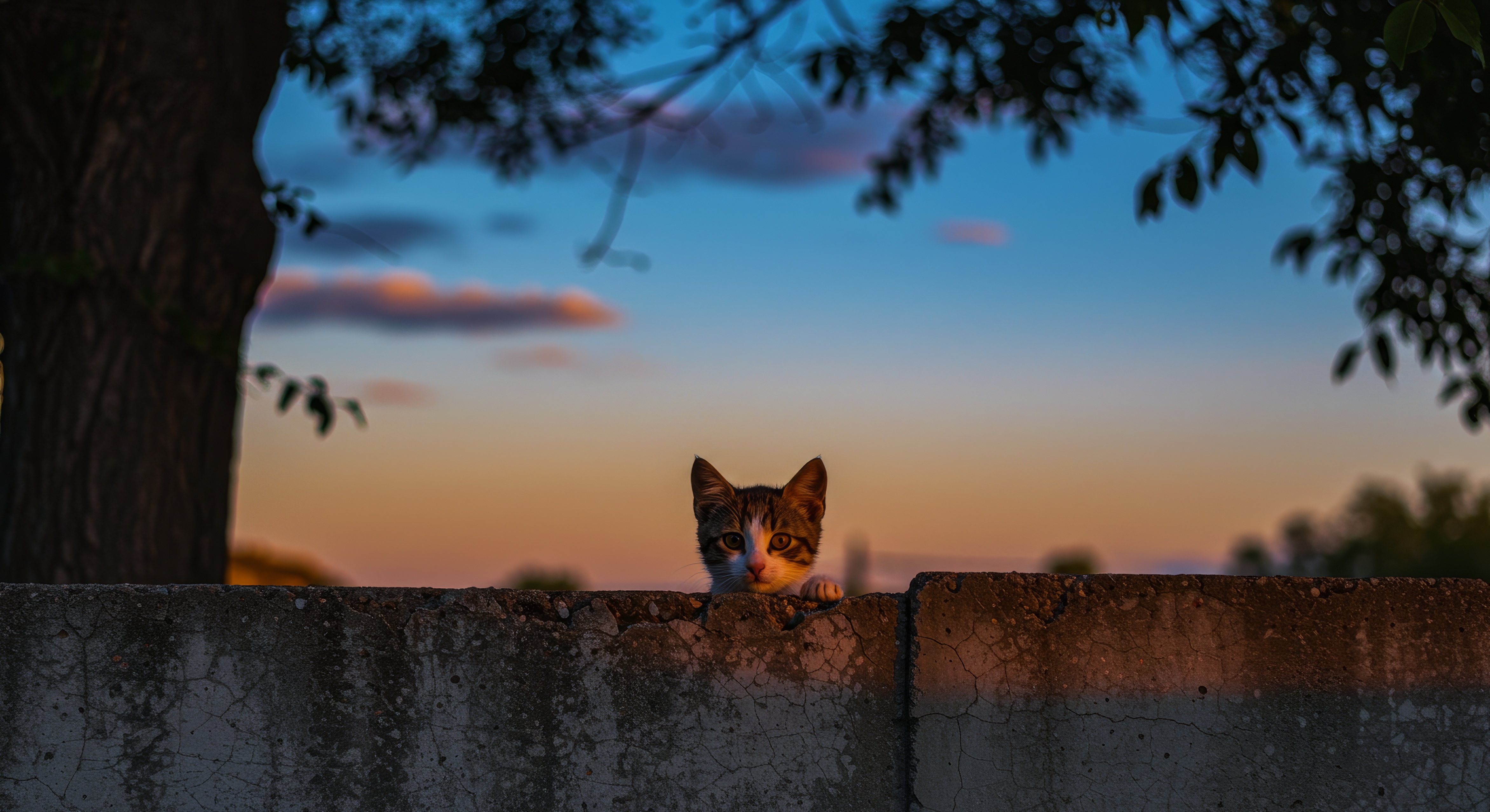 Бесплатное фото Кошка смотрит на бетонный забор в лучах заката