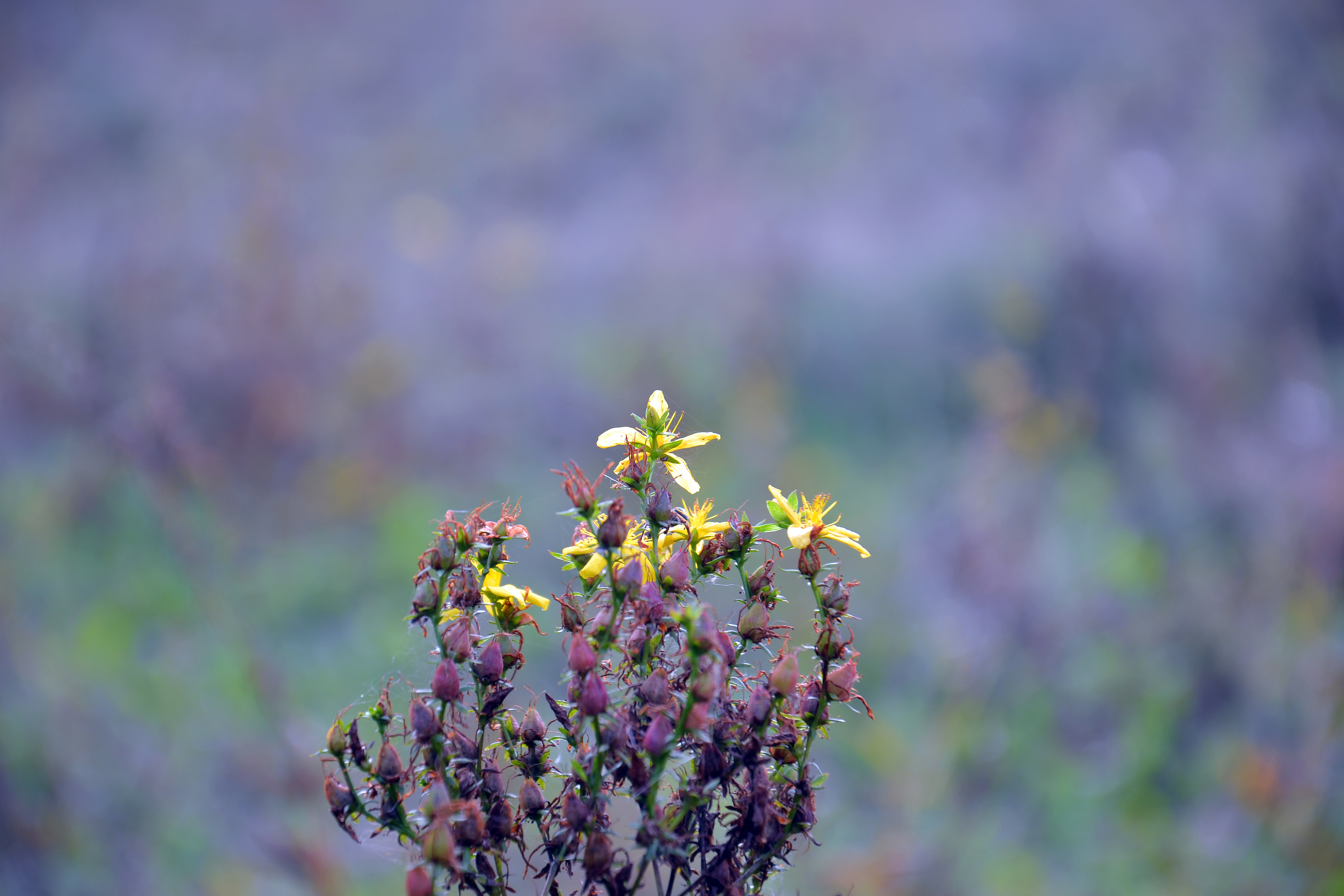 Wallpapers plant autumn landscape on the desktop