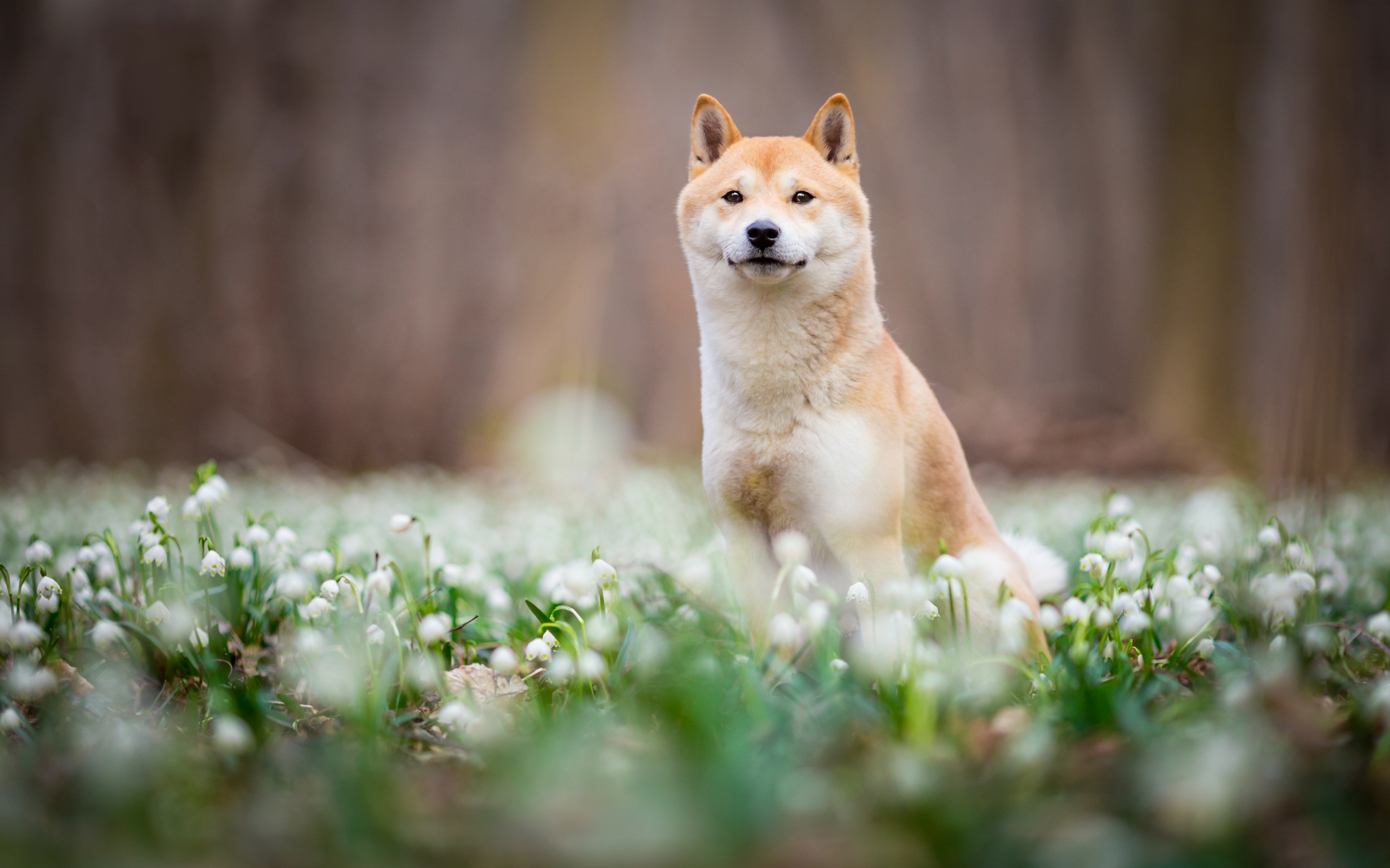 狗在雪花中