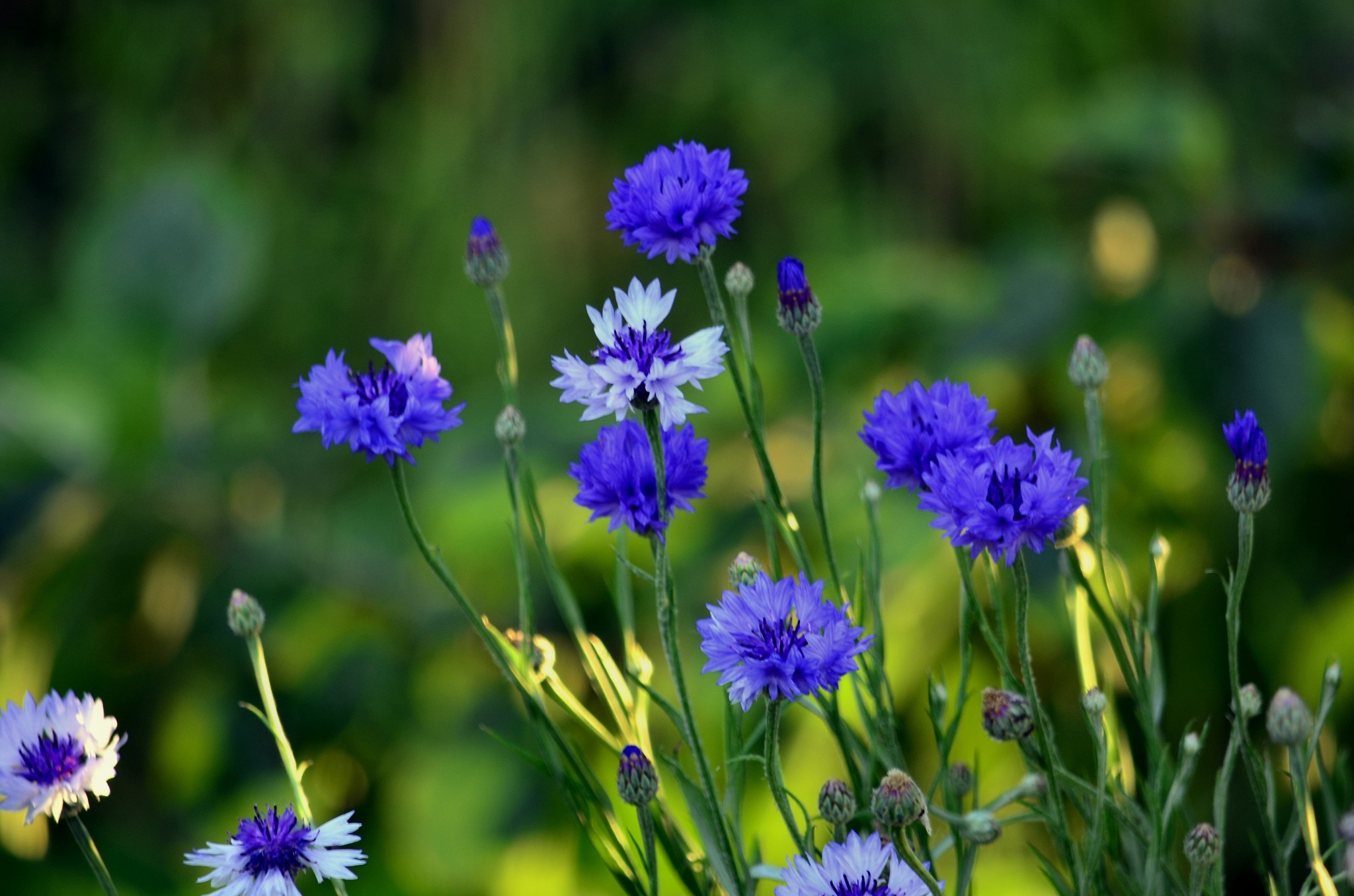 Free photo Purple cornflowers