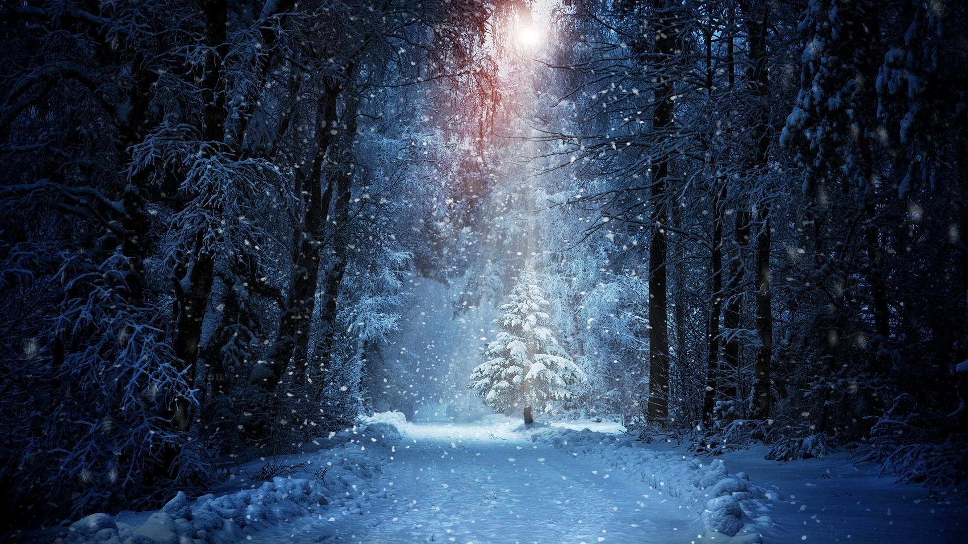 免费照片冬季魔法森林