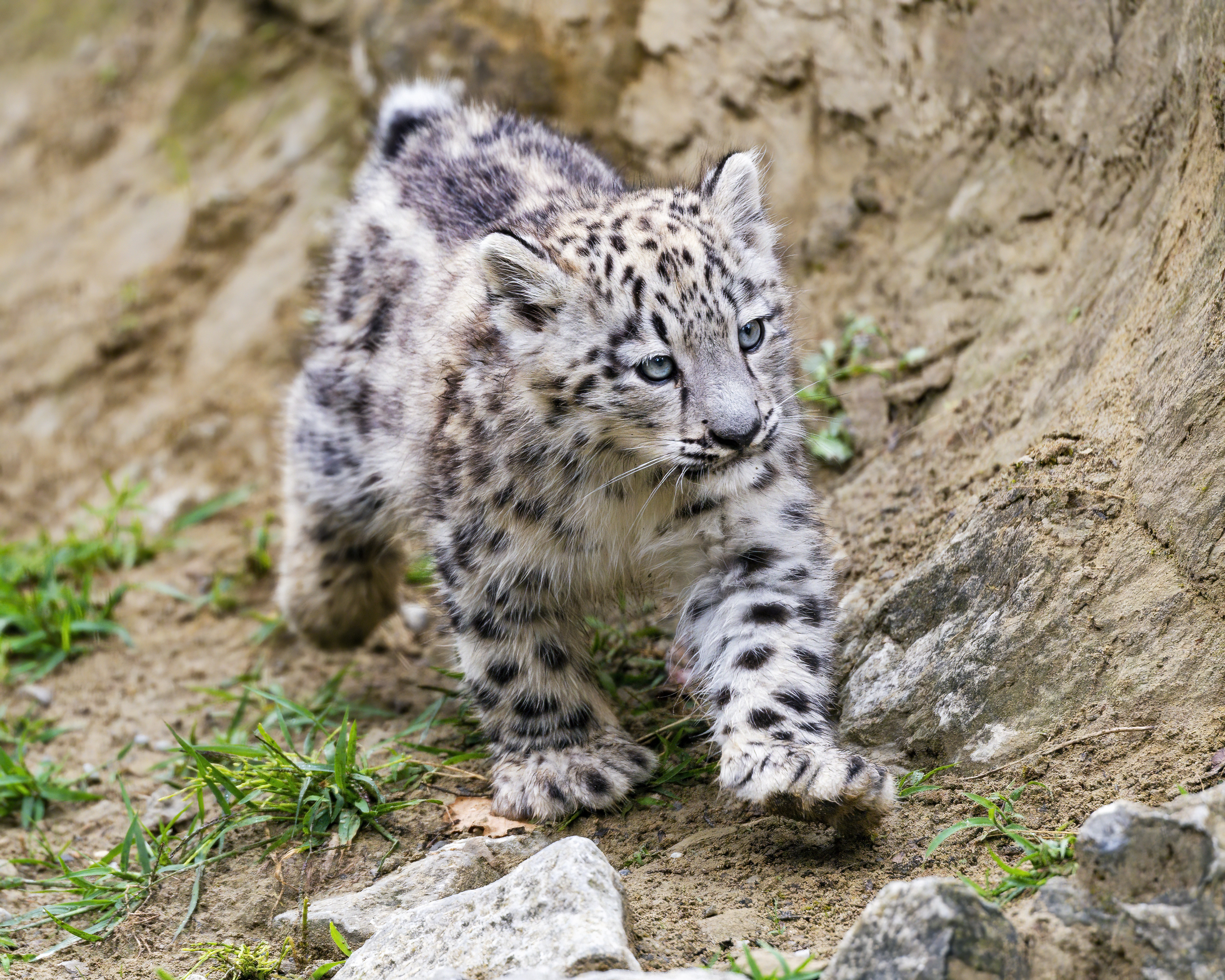 散步的雪豹小猫