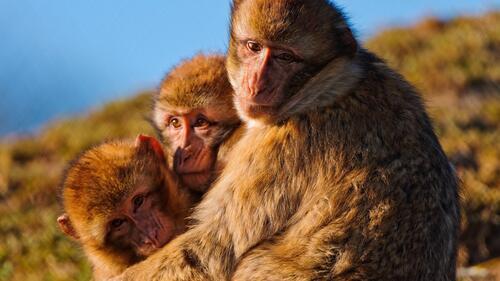 Бесплатное фото Семья обезьянок