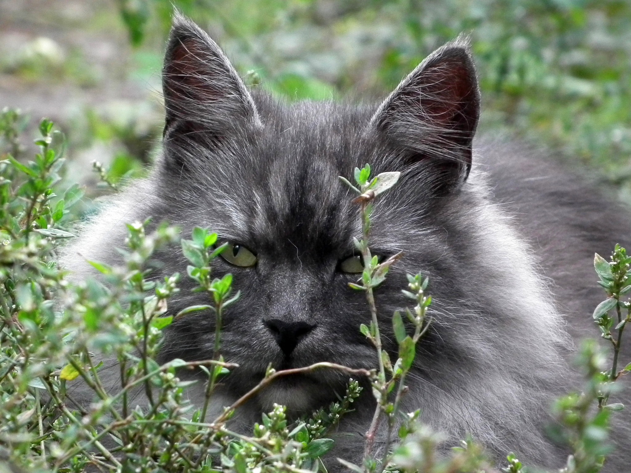 一只毛茸茸的灰猫躺在草地上