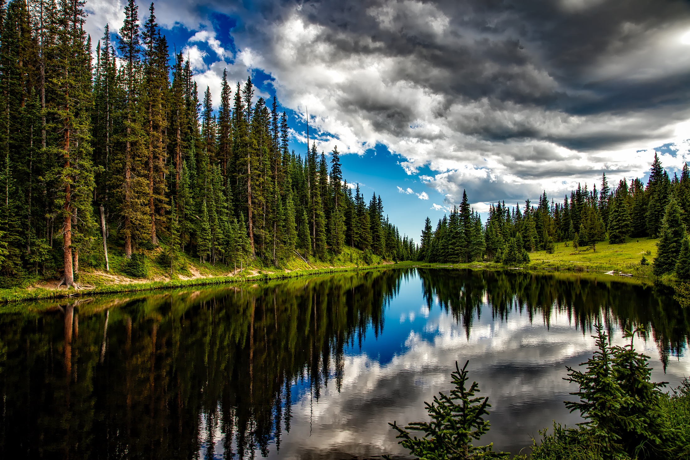 Free photo Pine trees on the riverbank