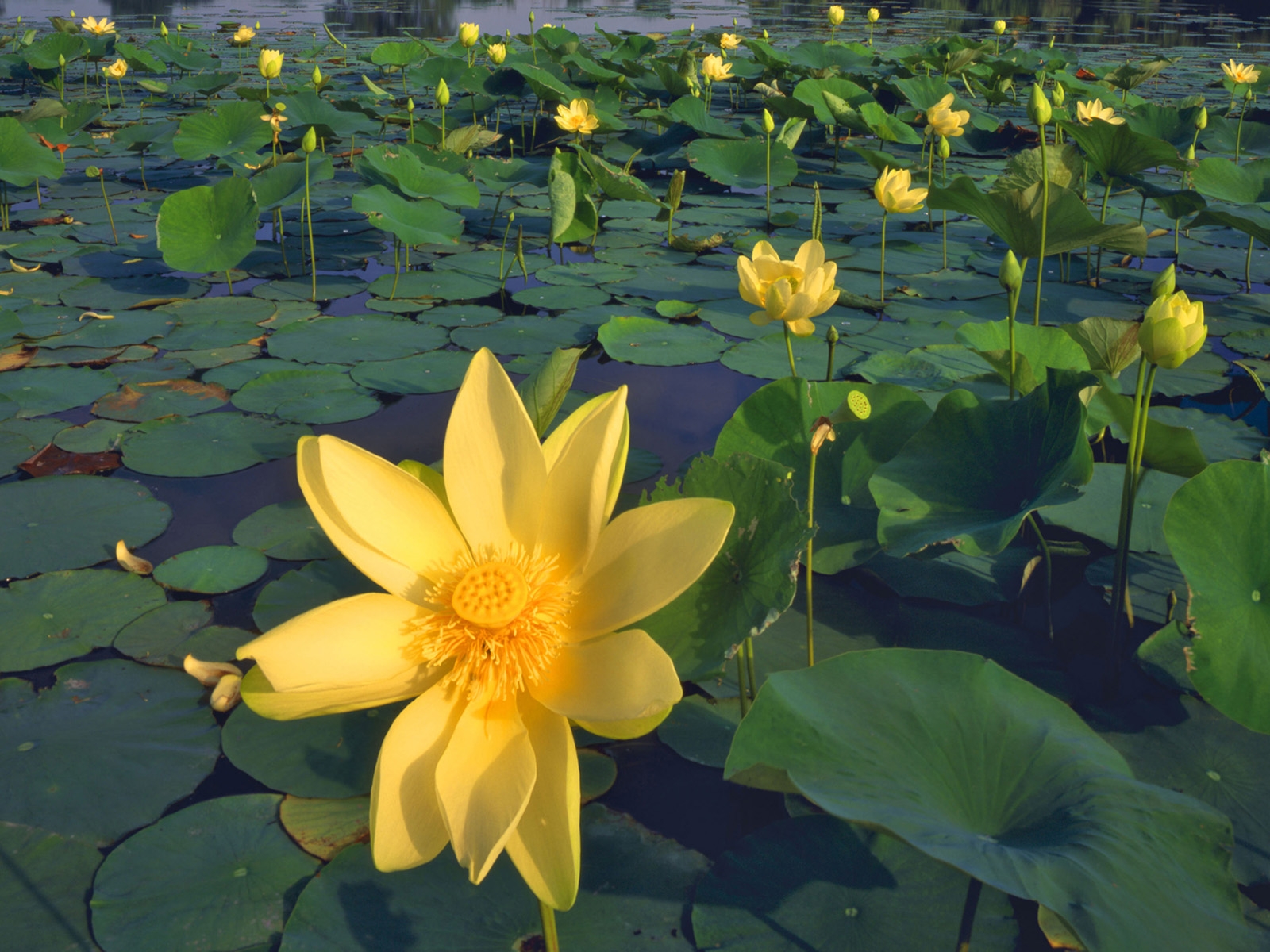 The Yellow Lotus