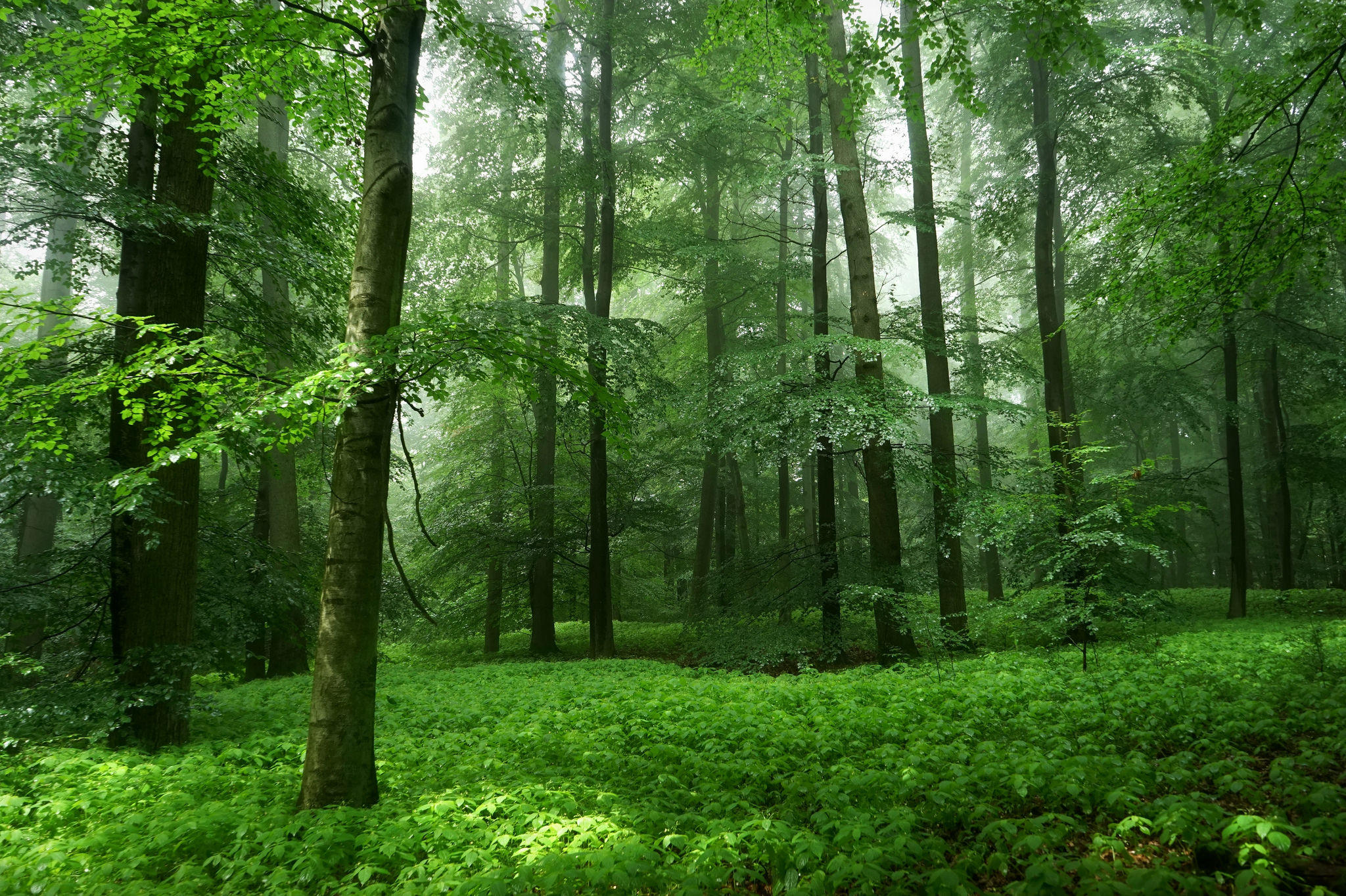 Wallpapers green foliage trees morning forest on the desktop