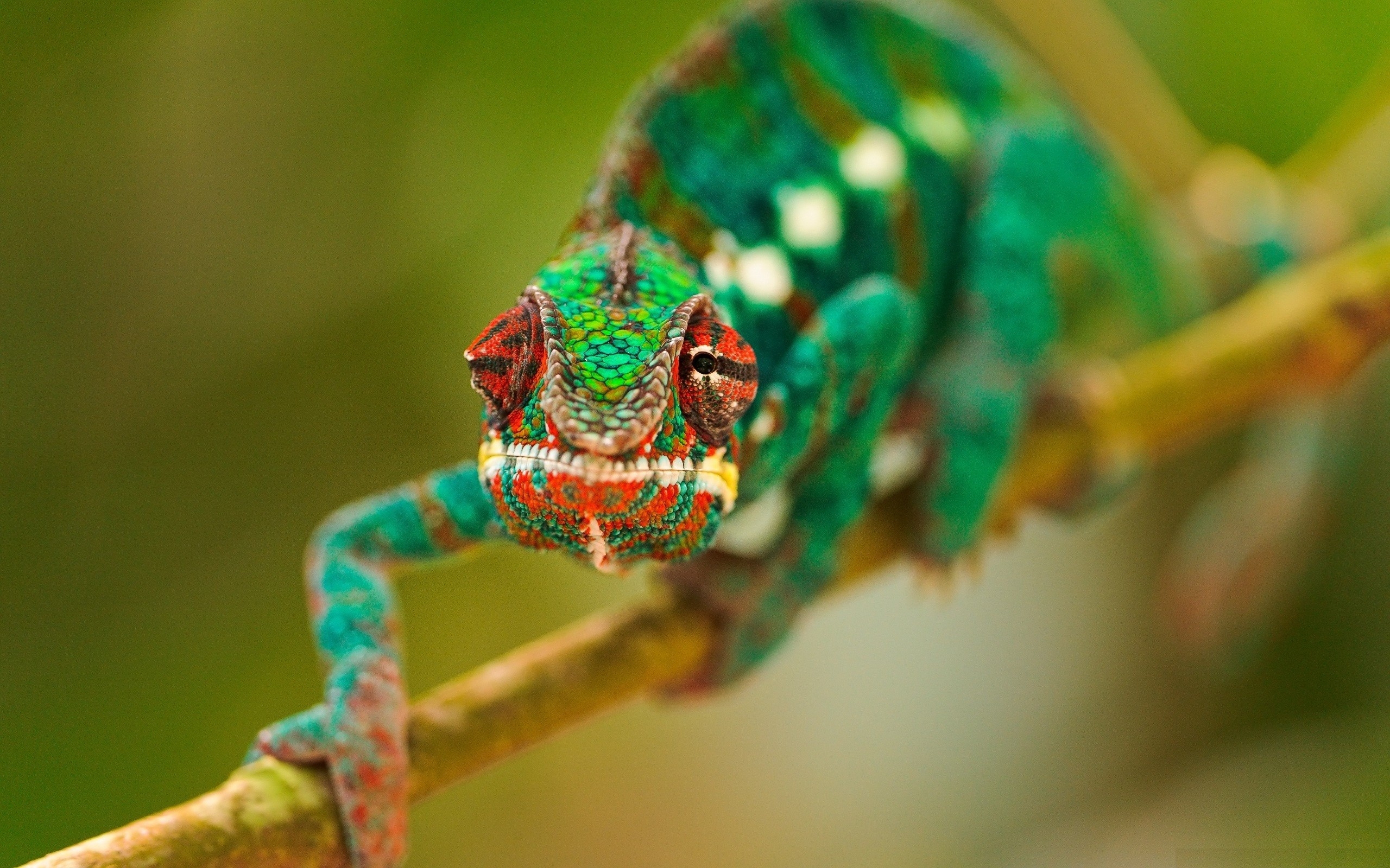 Free photo A chameleon on a branch