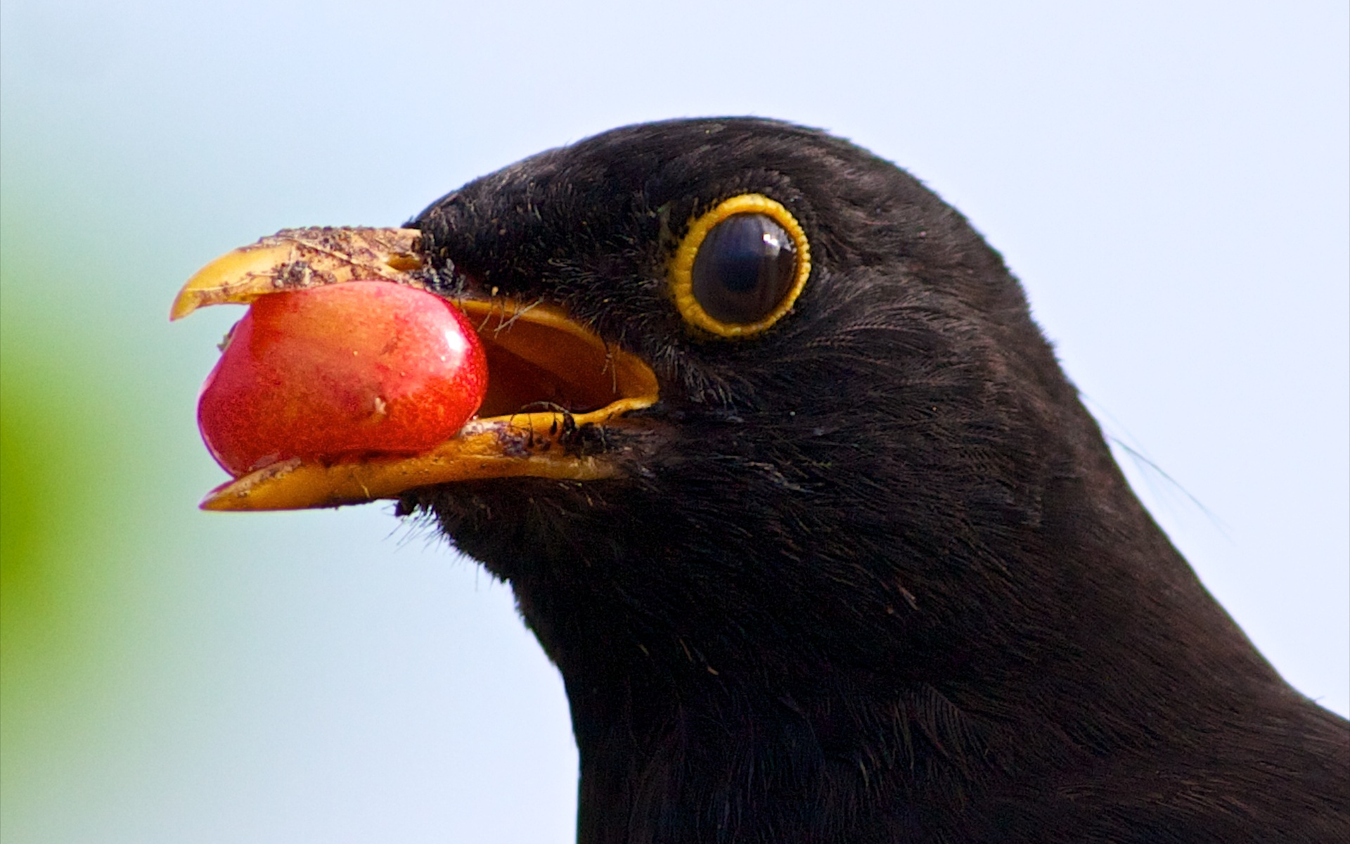 Wallpapers bird beak yellow on the desktop