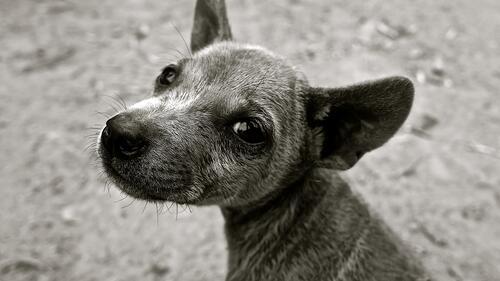 Обои щенок собака милая на рабочий стол