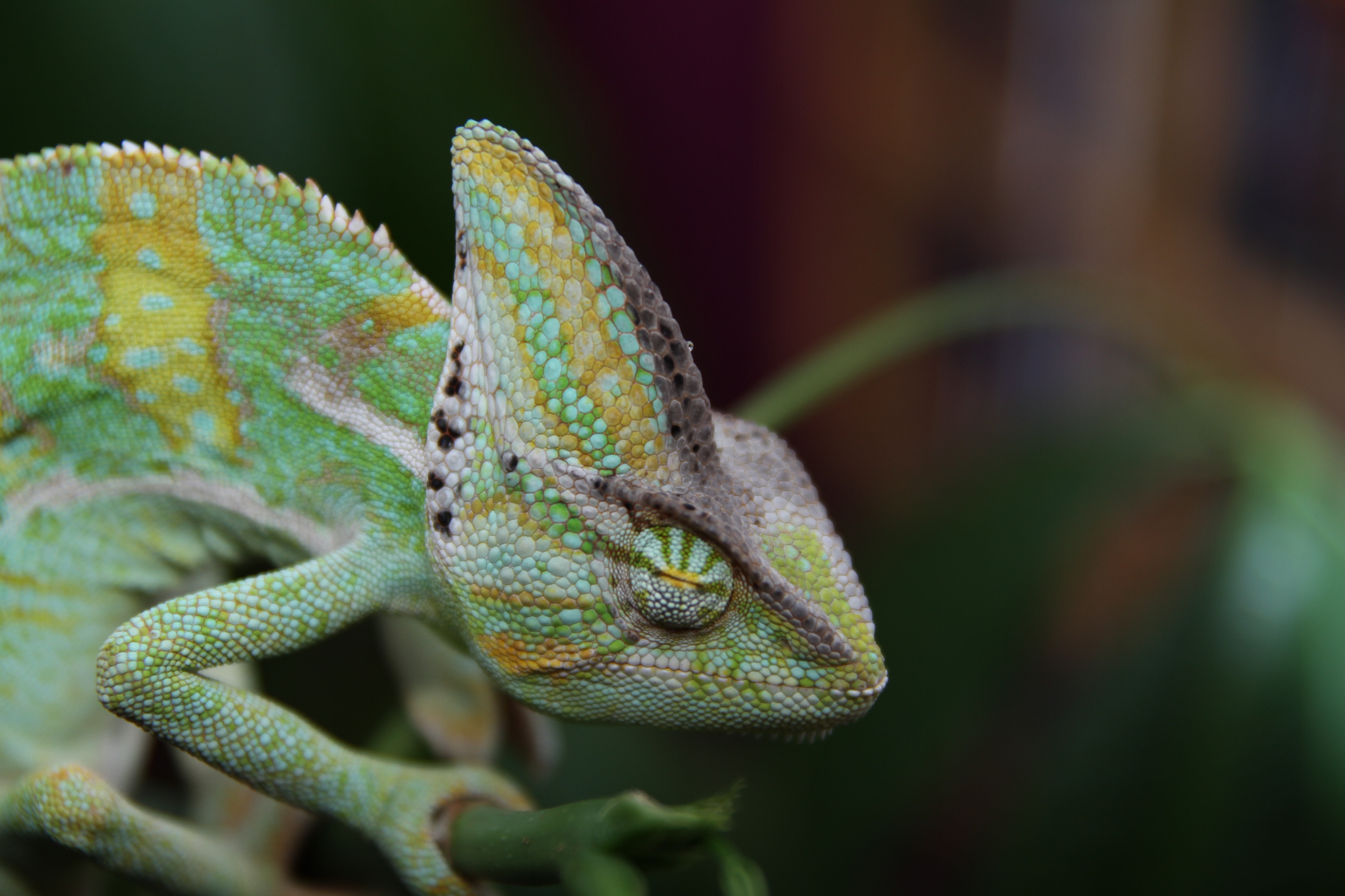 Free photo A green chameleon crawls on a branch