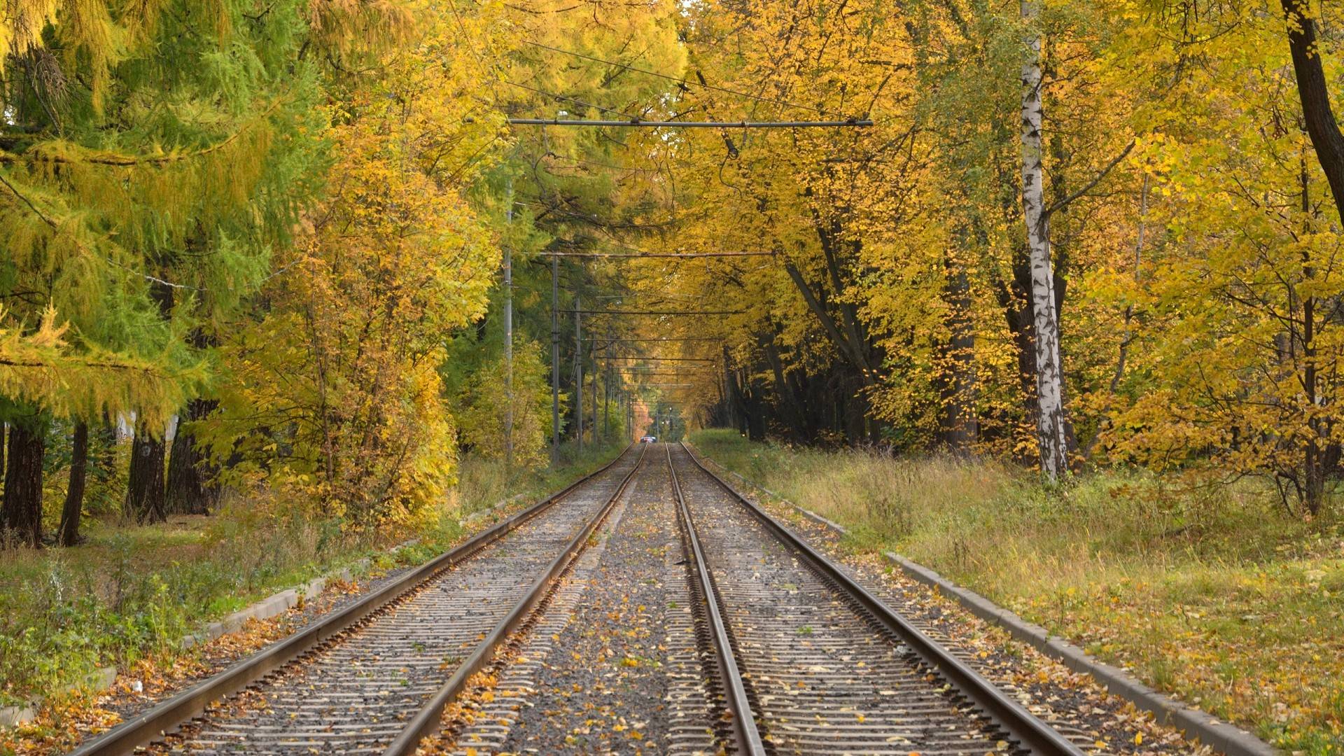 Wallpapers autumn yellow leaves nature on the desktop