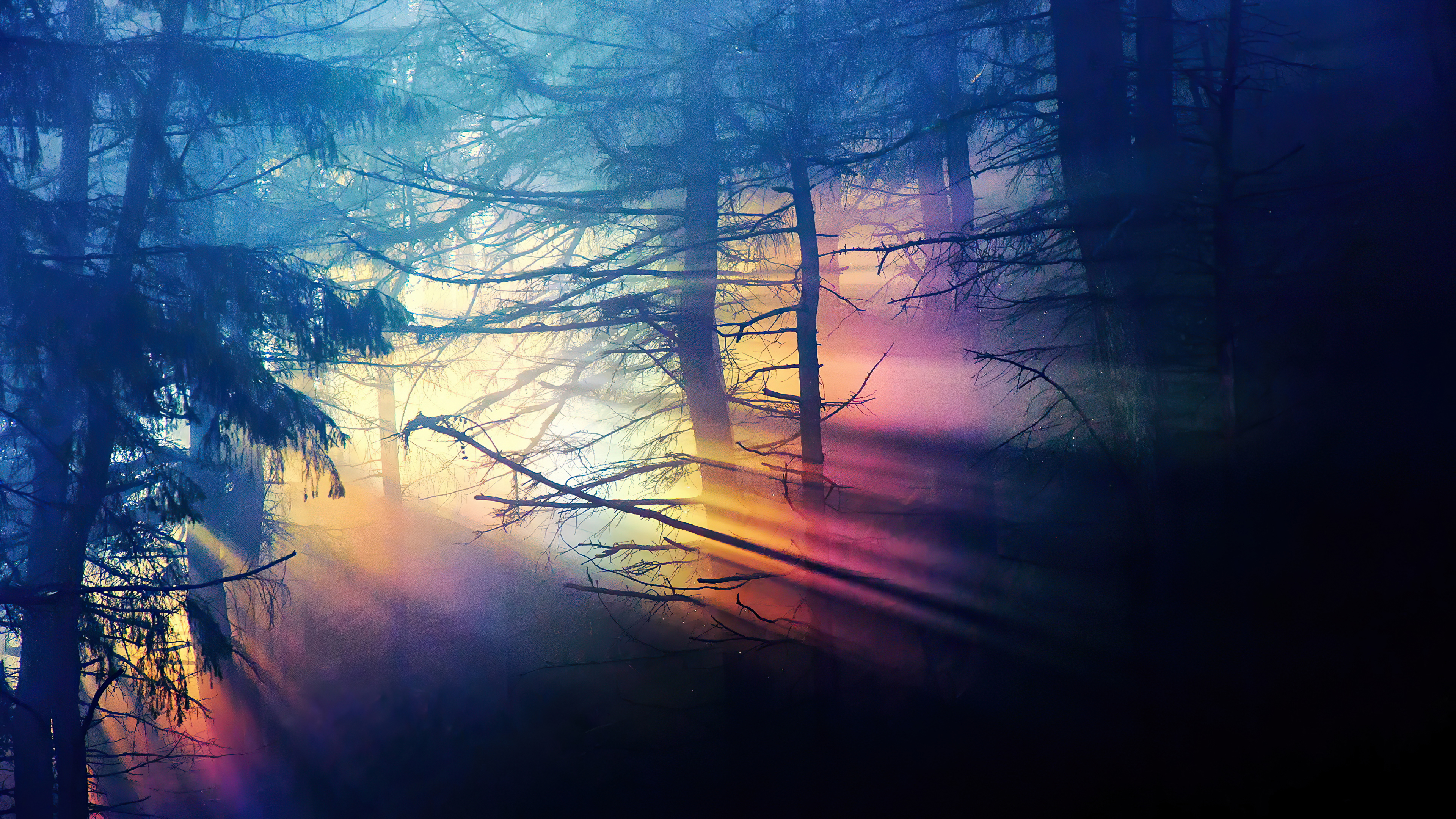 Wallpapers forest dark sun rays on the desktop