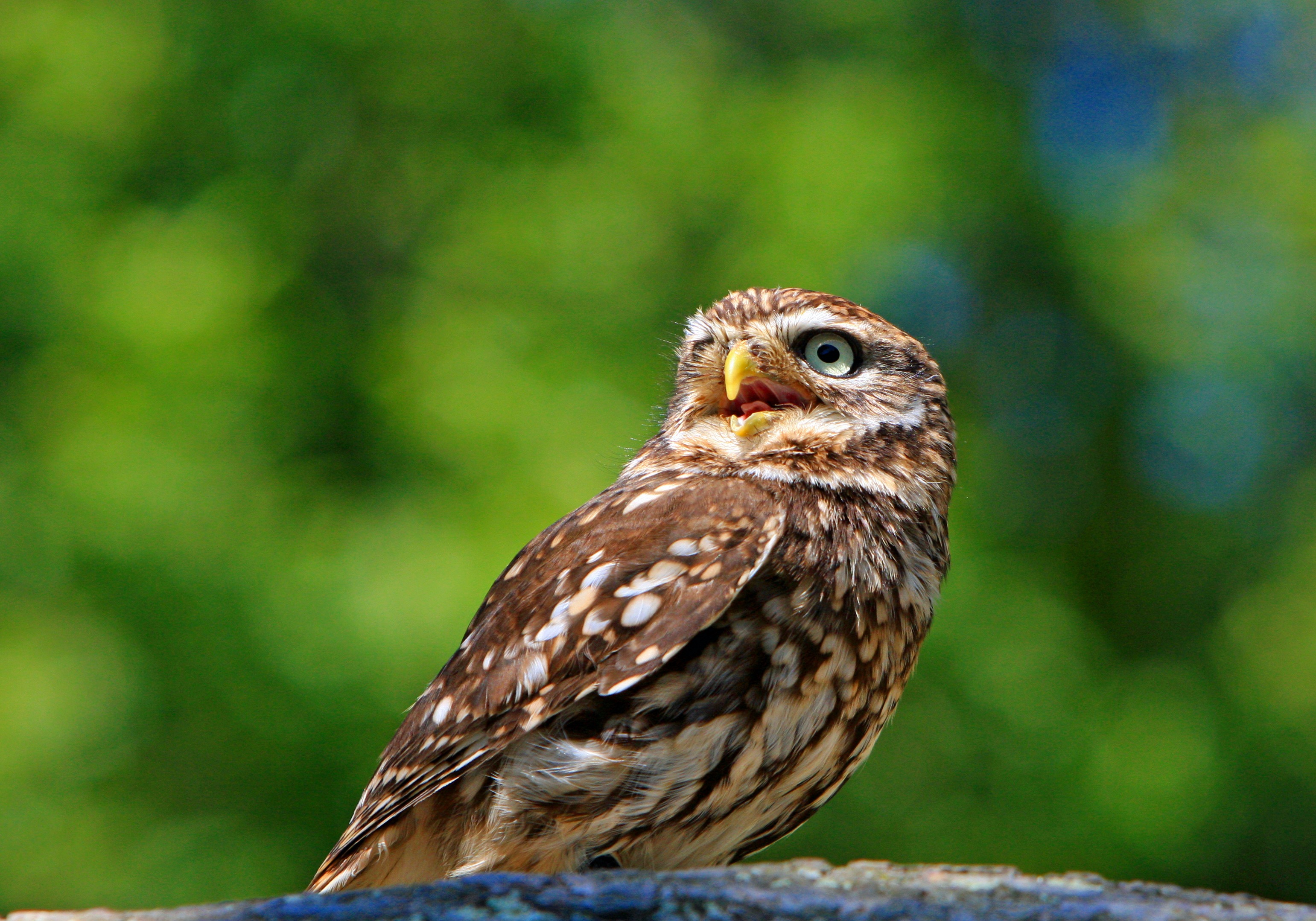 Free photo An owl with brown plumage looks away