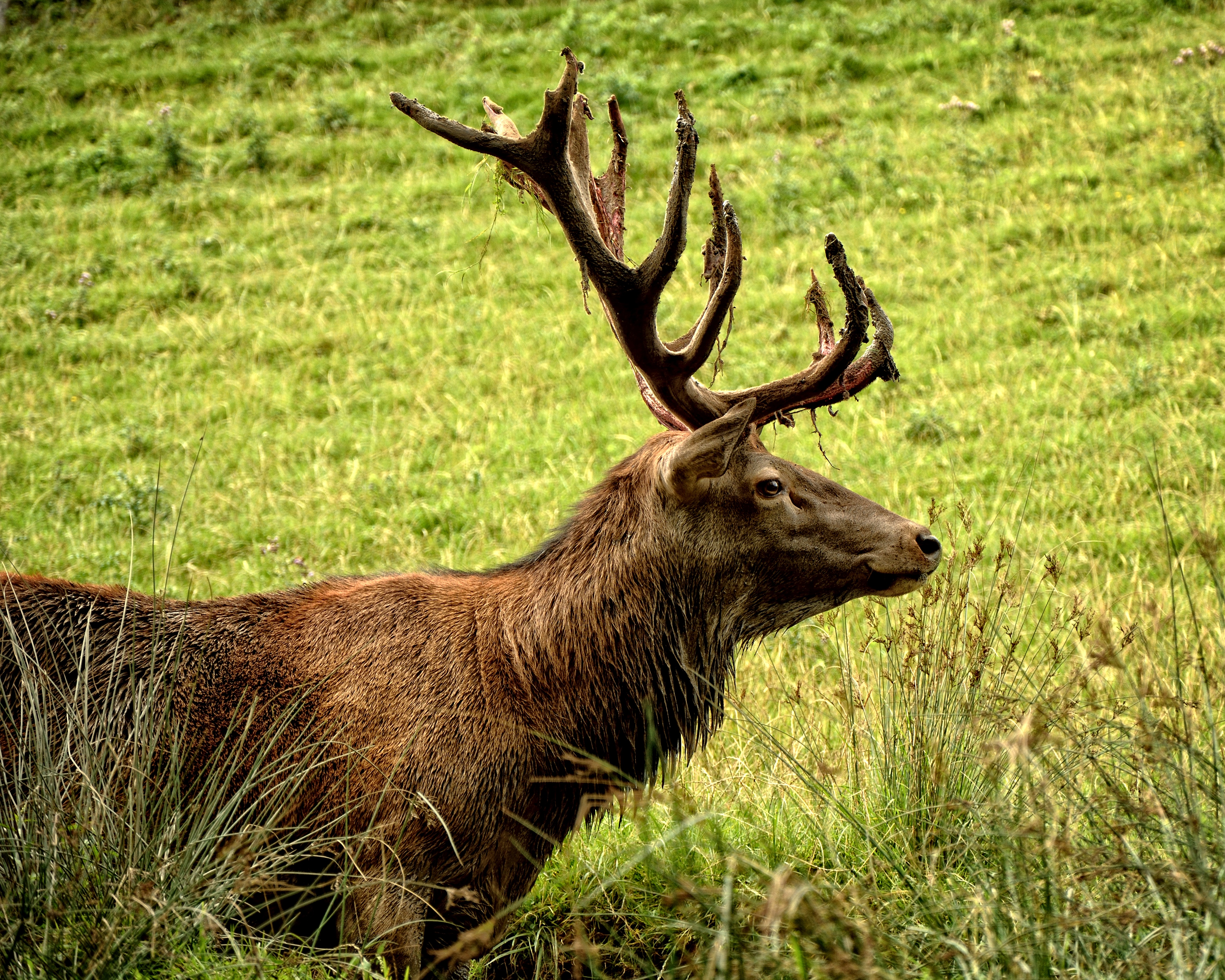 Wallpapers musk deer forest animal world on the desktop