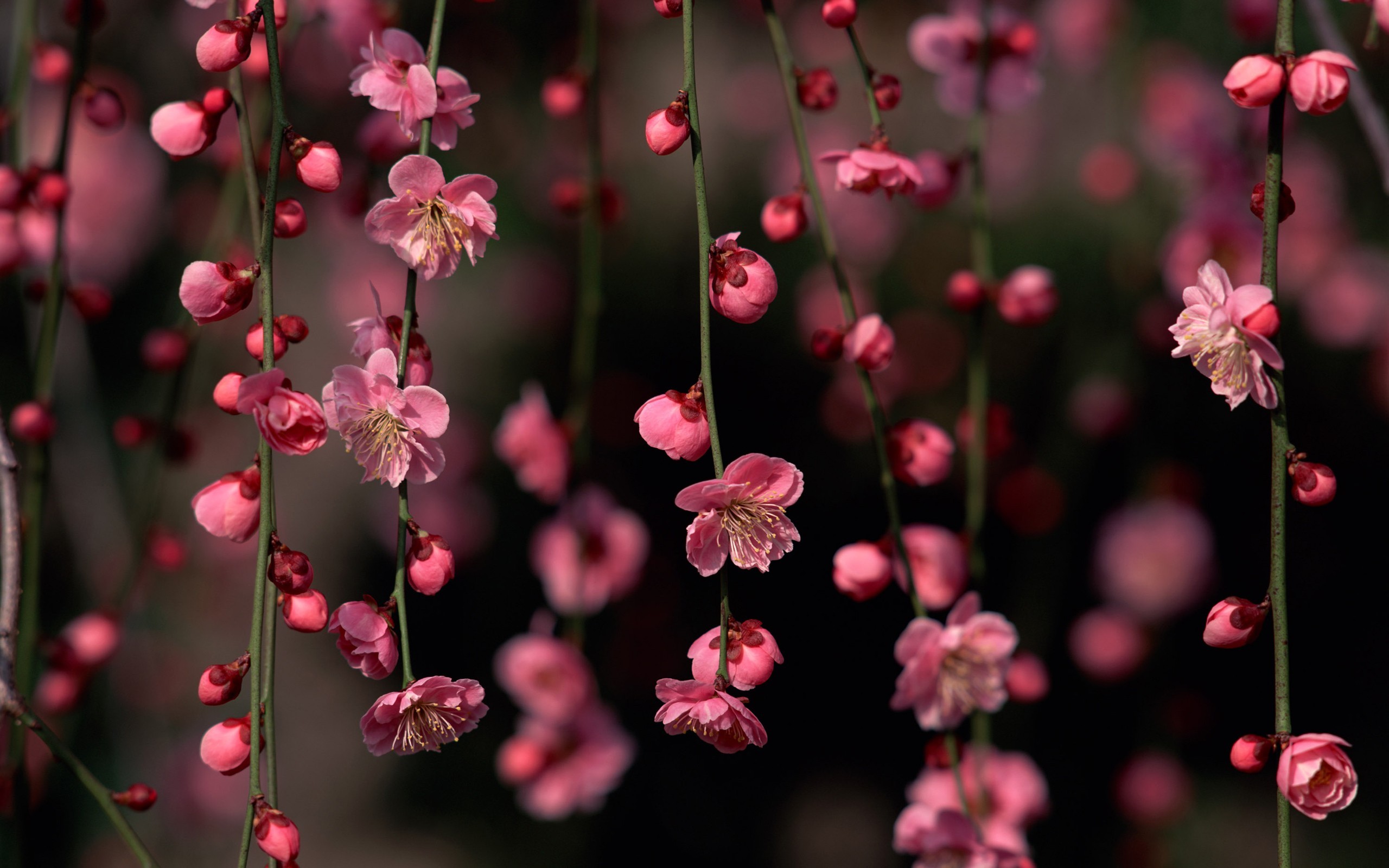 免费照片草叶上挂着粉红色的小花。