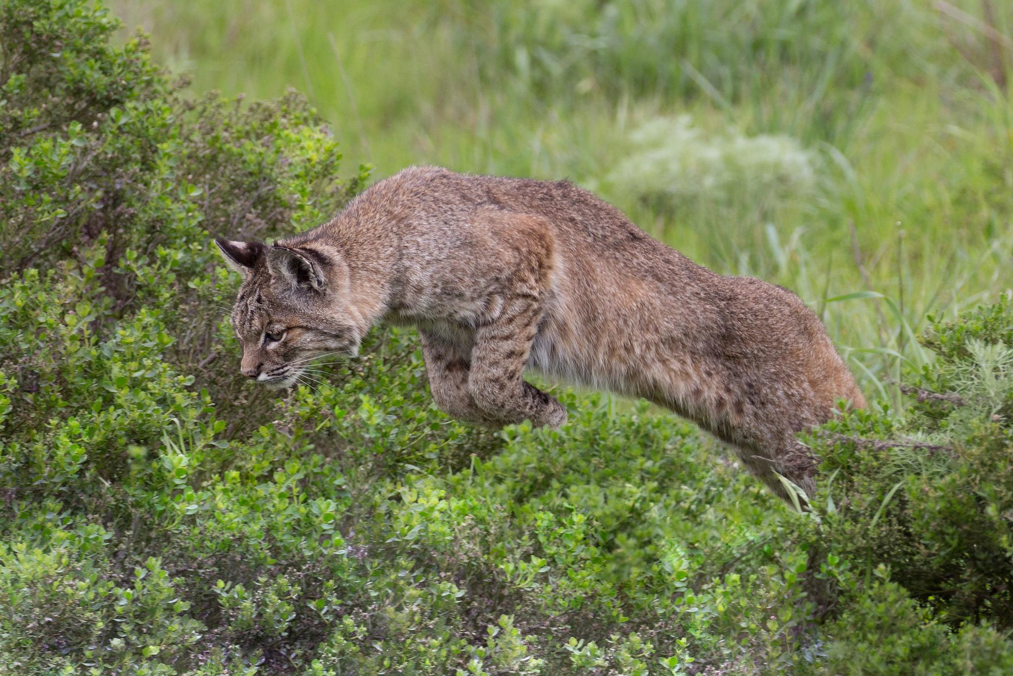 Wallpapers cats predatory cat animal on the desktop