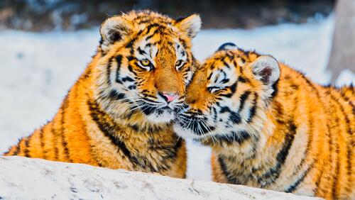 Бесплатное фото Семья тигров