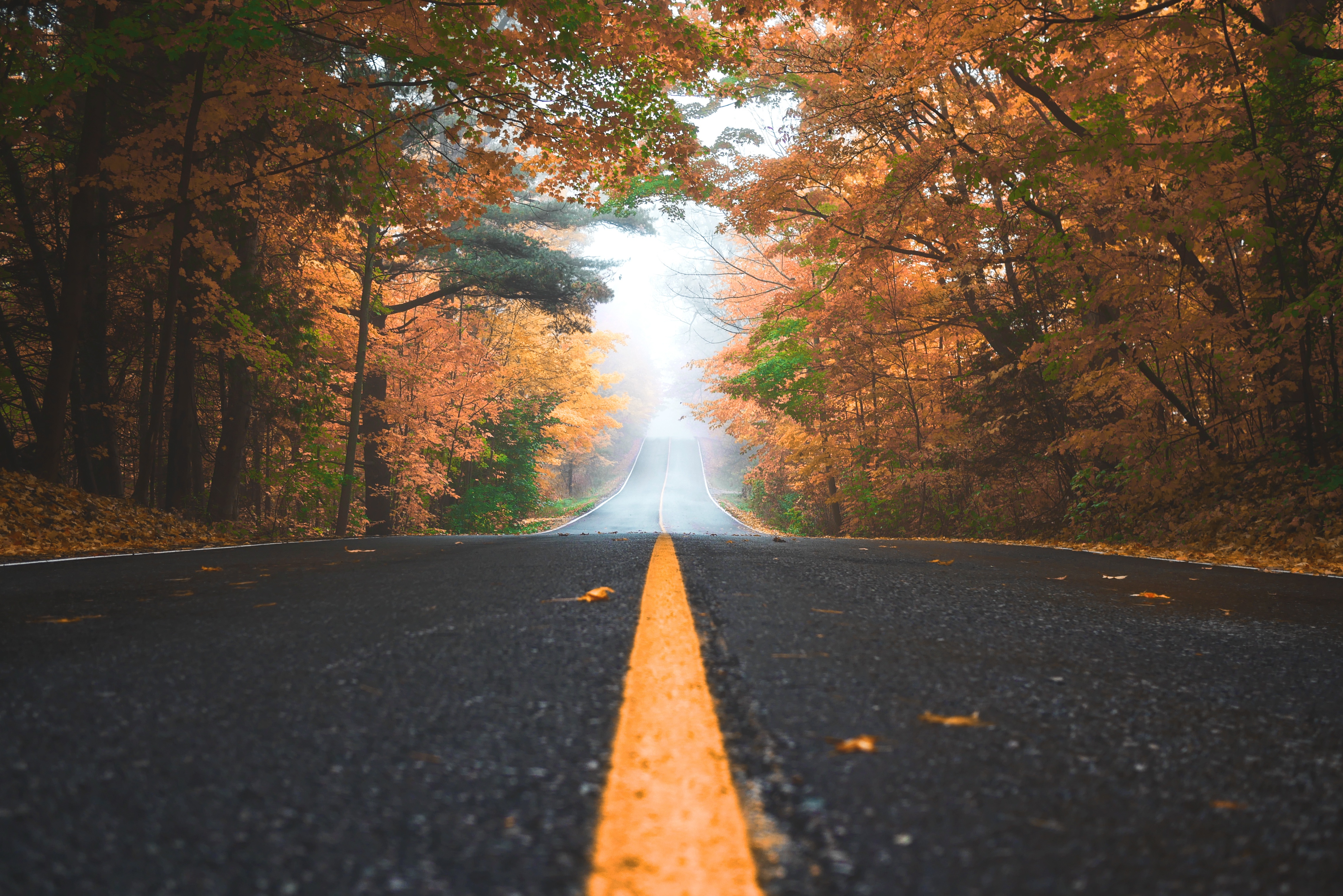 Free photo Autumn country road during leaf fall with fog