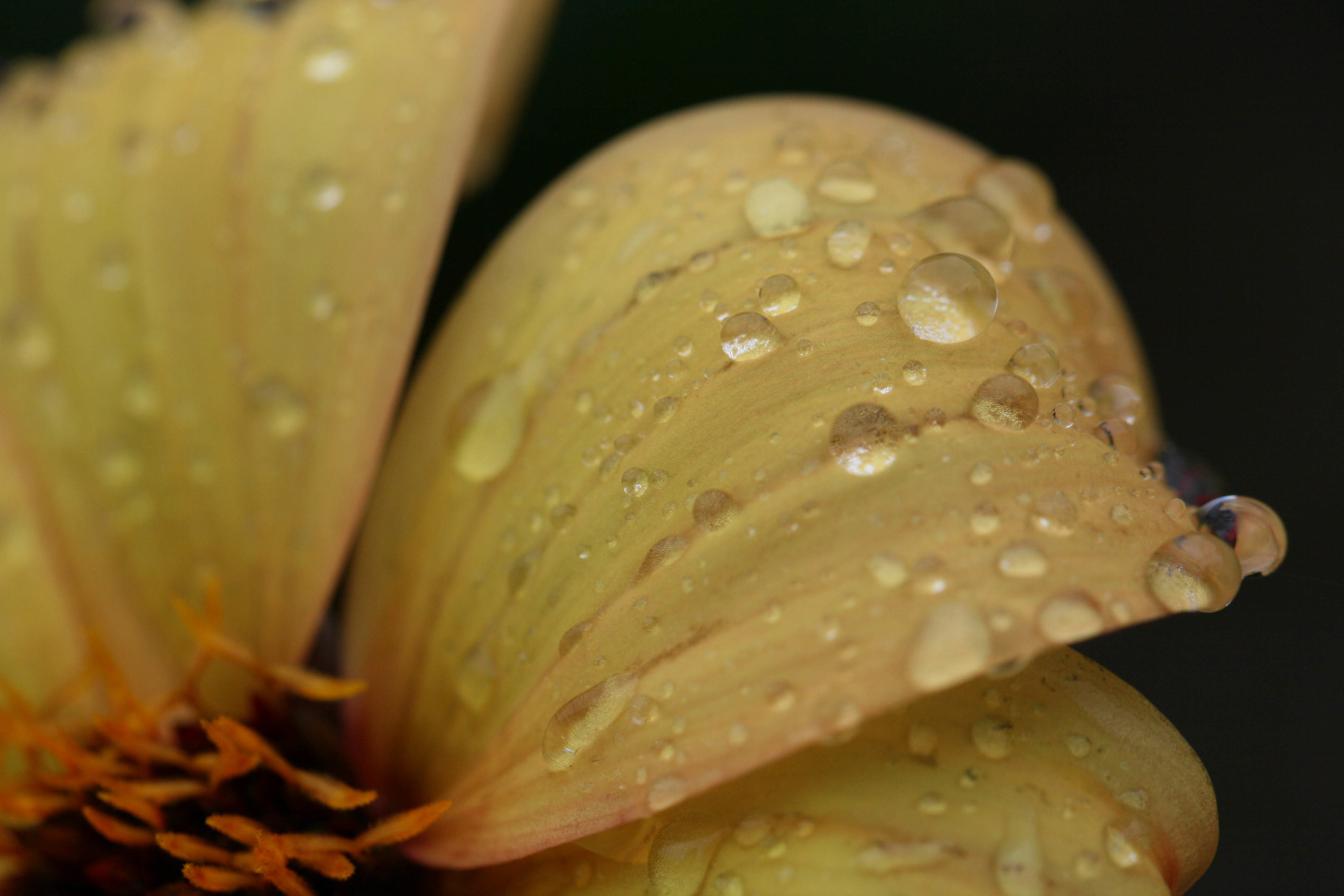免费照片黄色花瓣上有雨滴的花朵