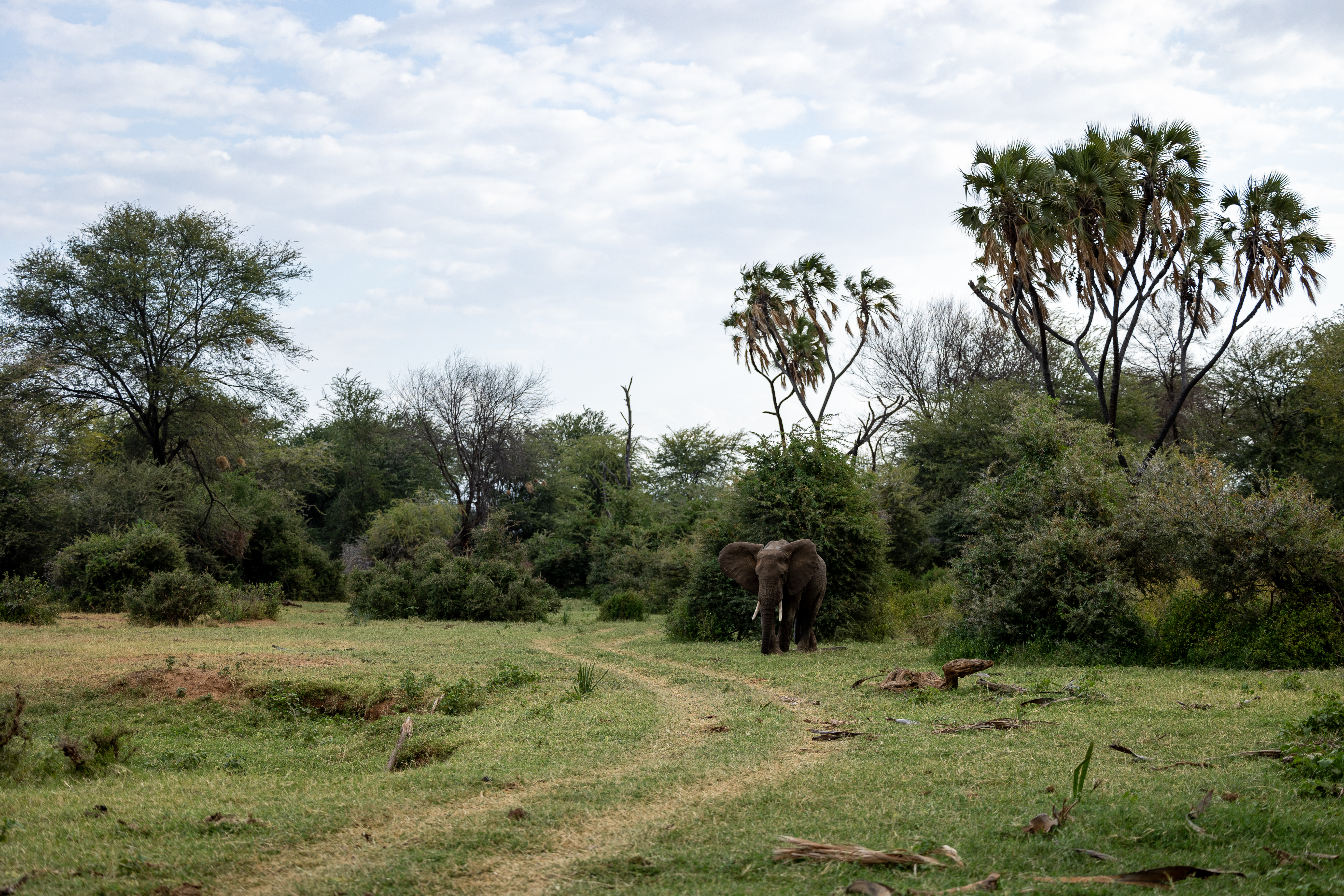 Бесплатное фото Слон с большими бивнями в Африке