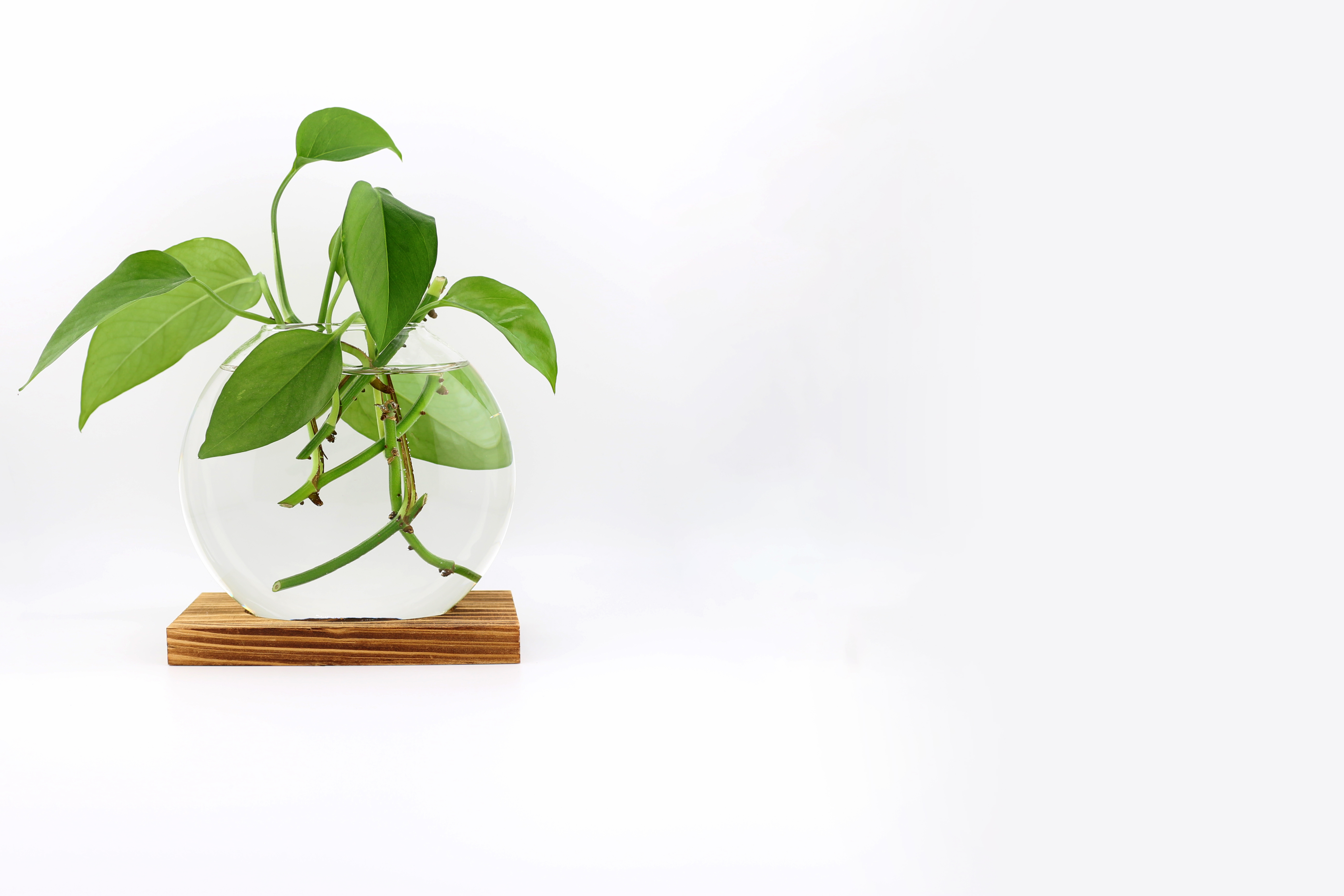 Обои Айви растение листья на рабочий стол