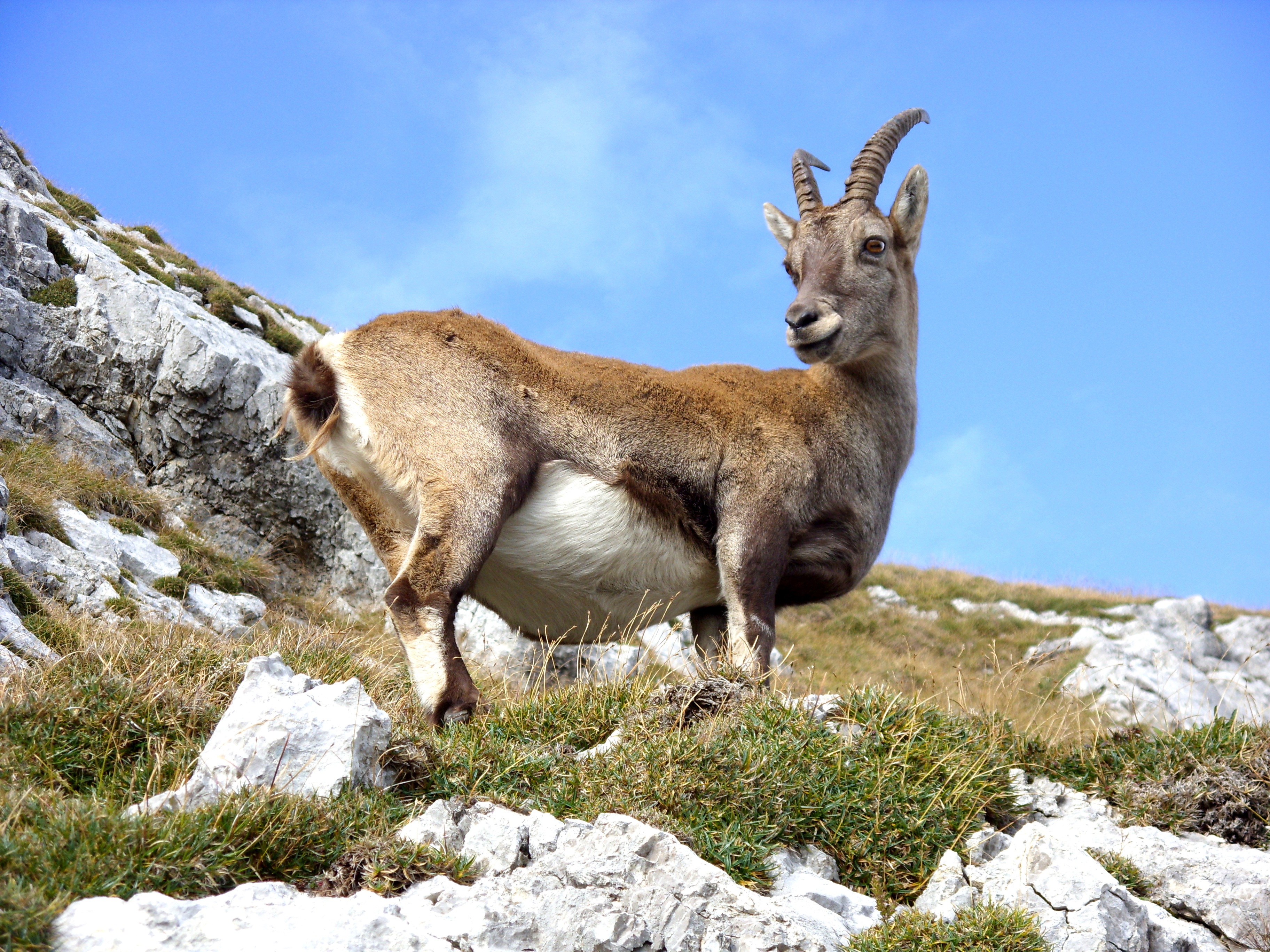 Wallpapers nature mountains animal on the desktop