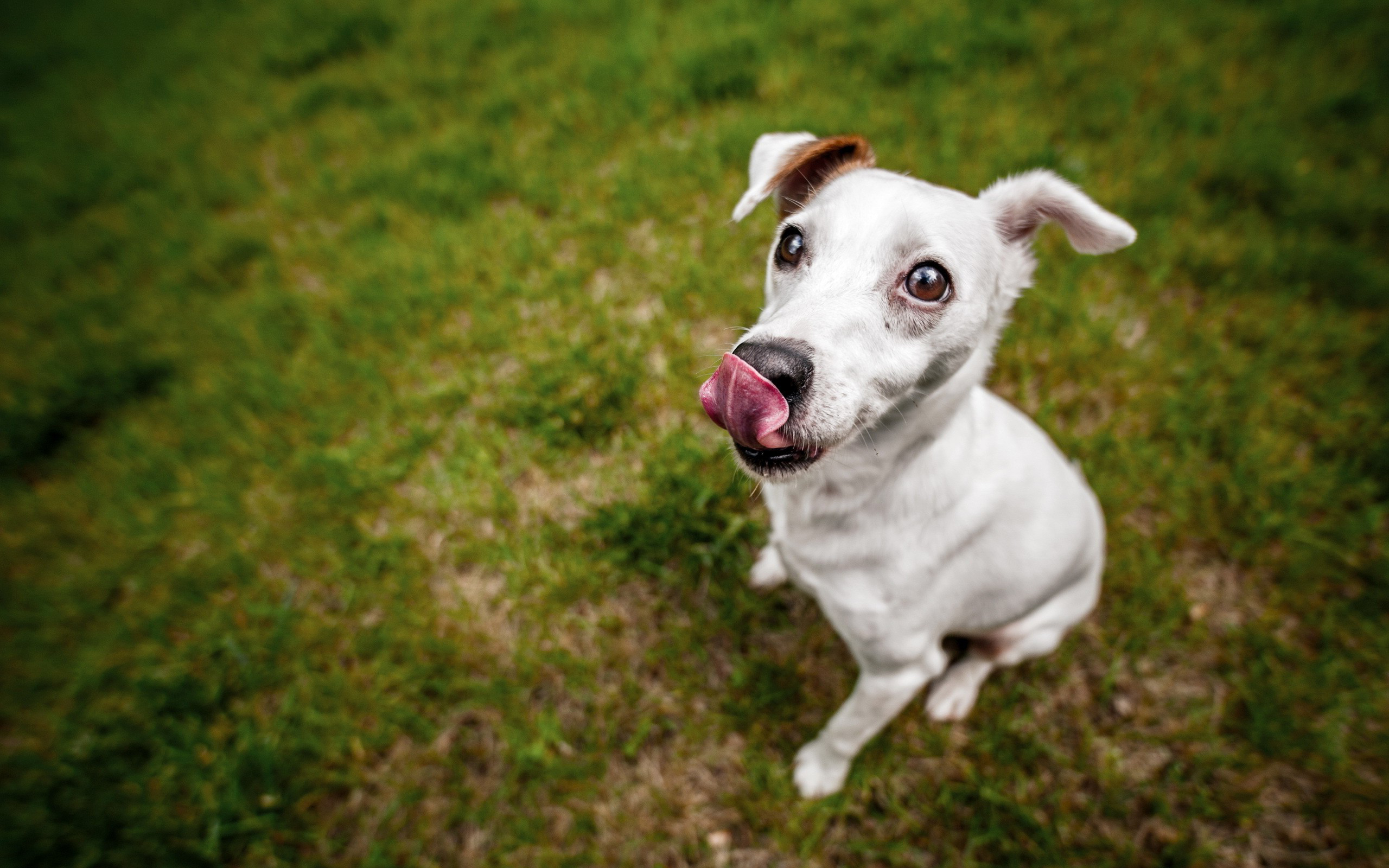 Wallpapers doggie white muzzle on the desktop