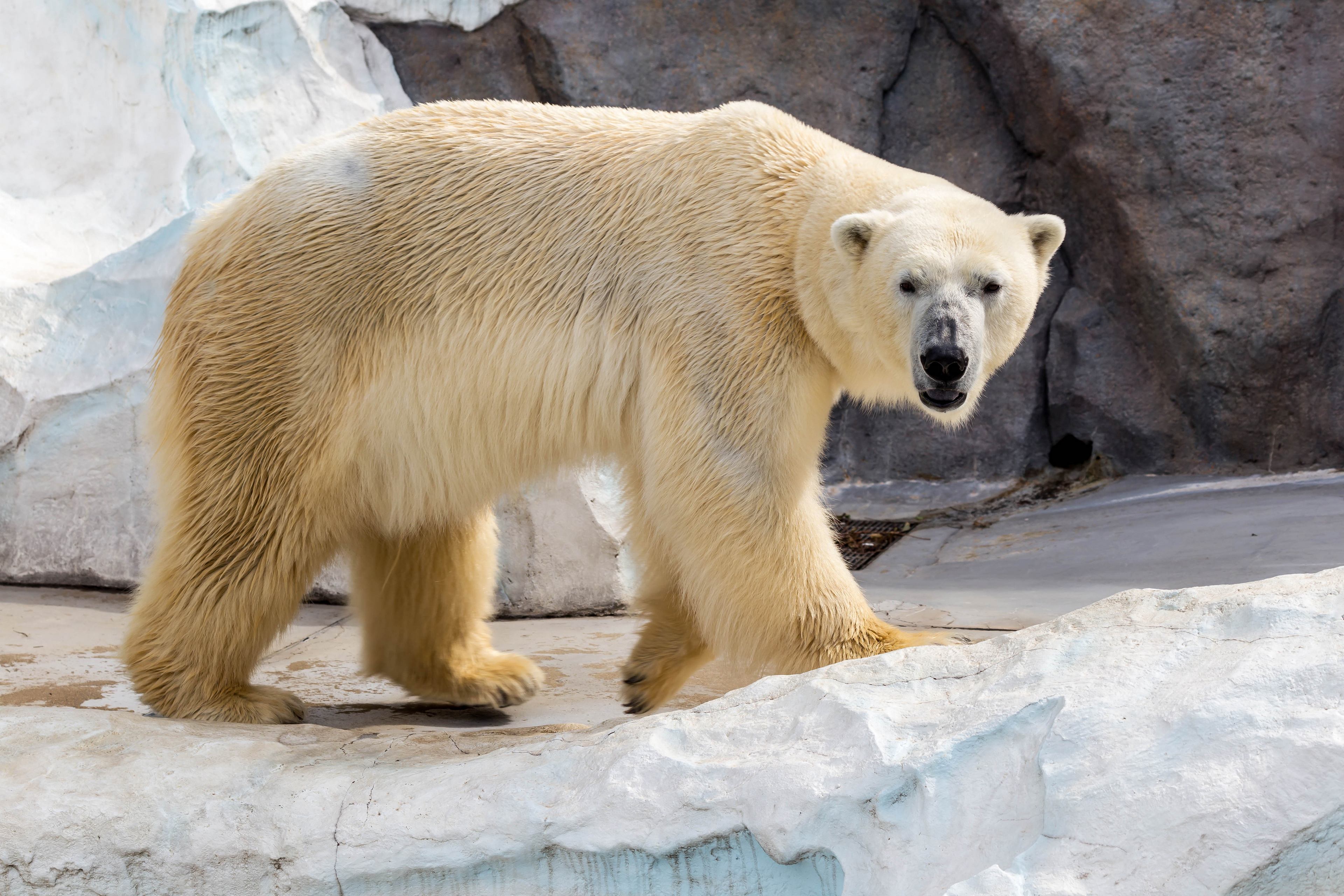 Free photo A big polar bear walking in the zoo