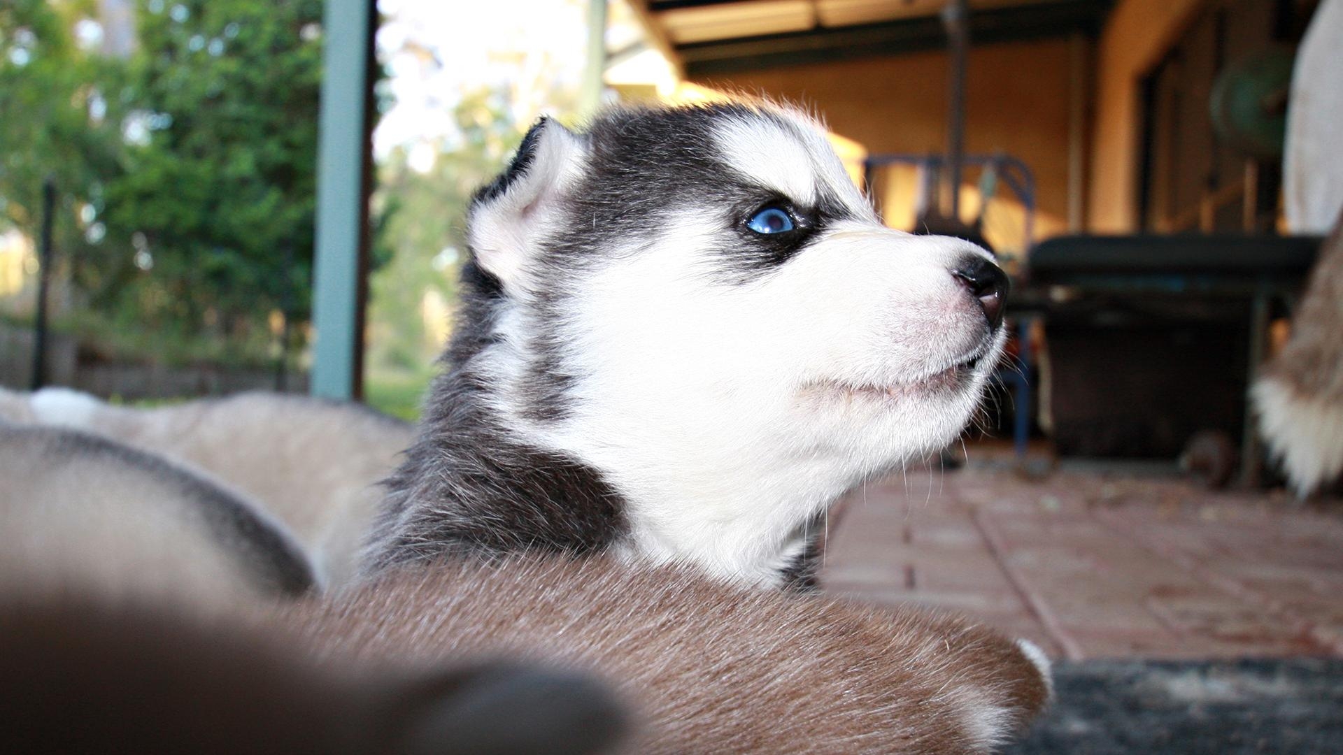 Wallpapers puppy husky muzzle on the desktop