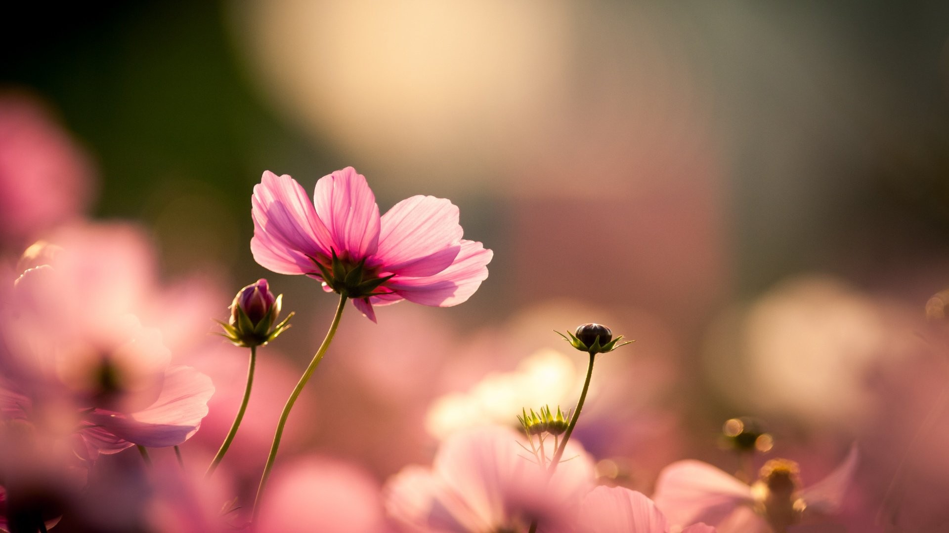 Розовый космос