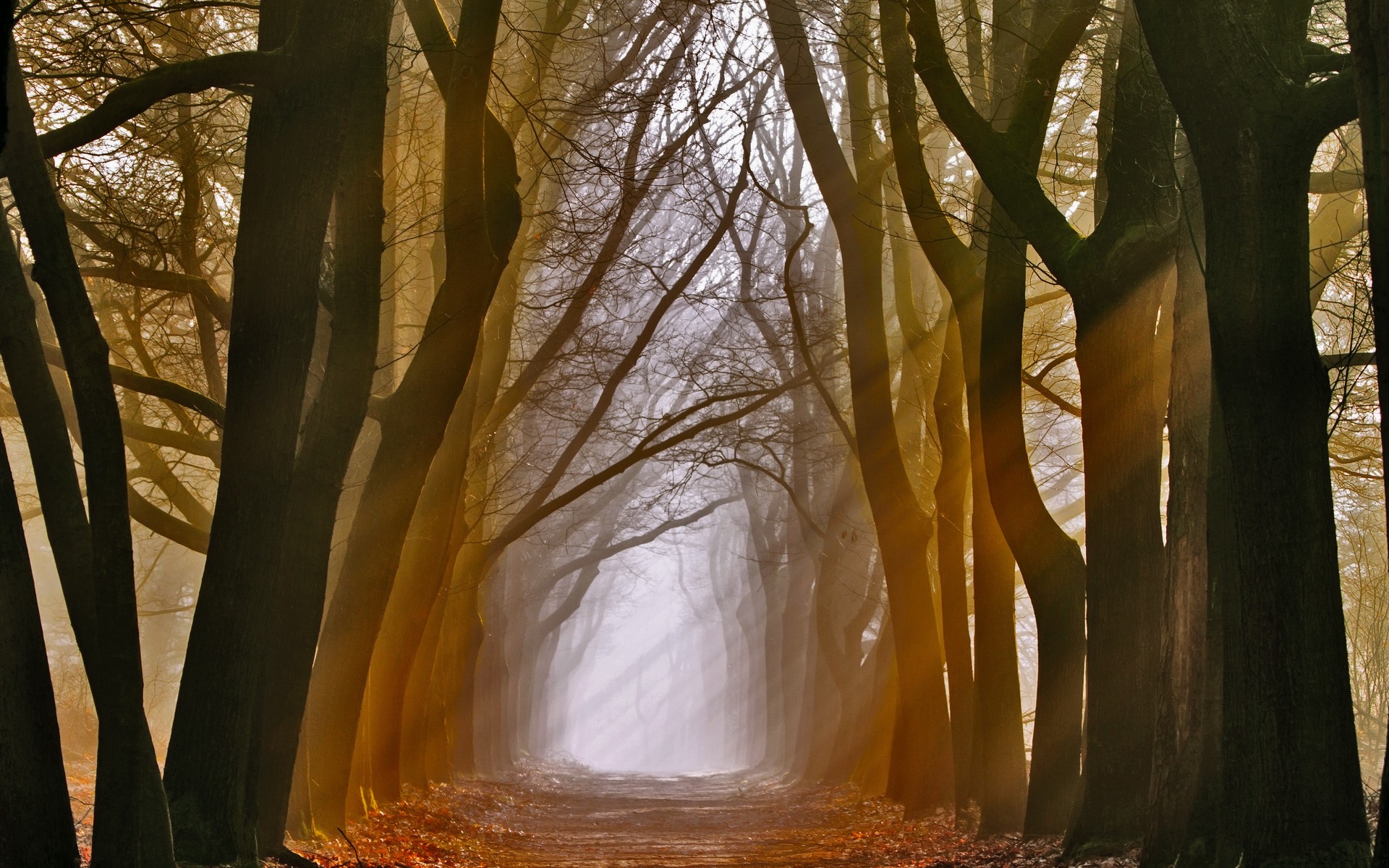 Бесплатное фото Туманная аллея среди деревьев