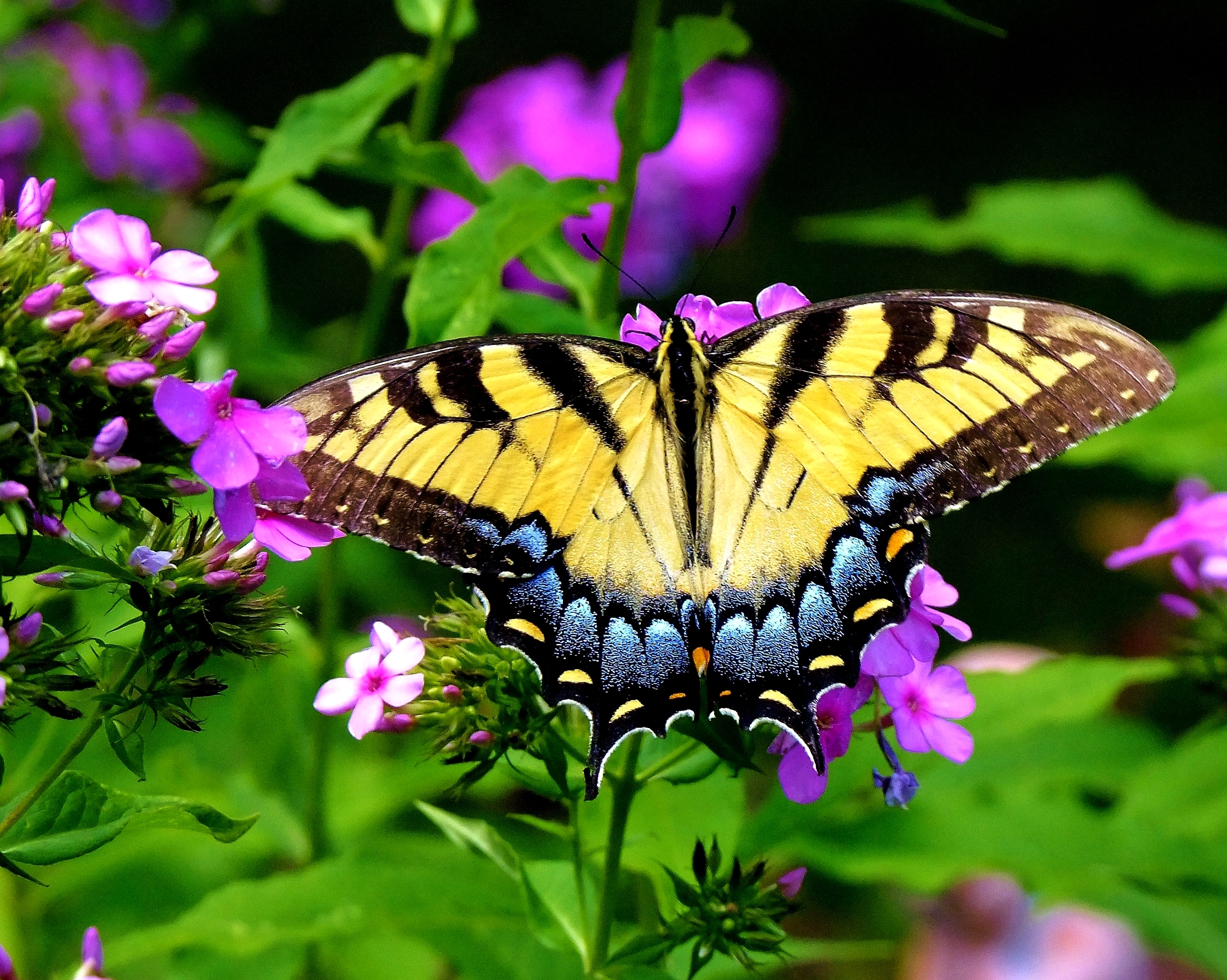 Free photo Butterflies full screen