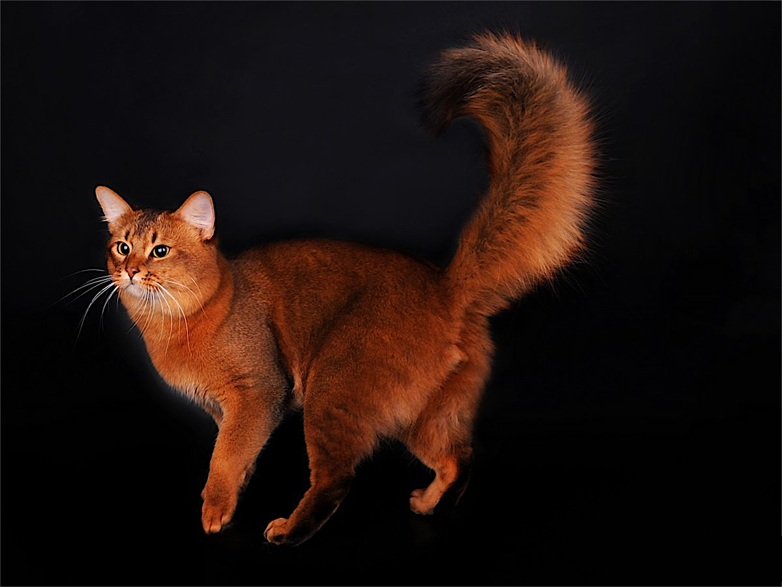 Сомалийская кошка фото