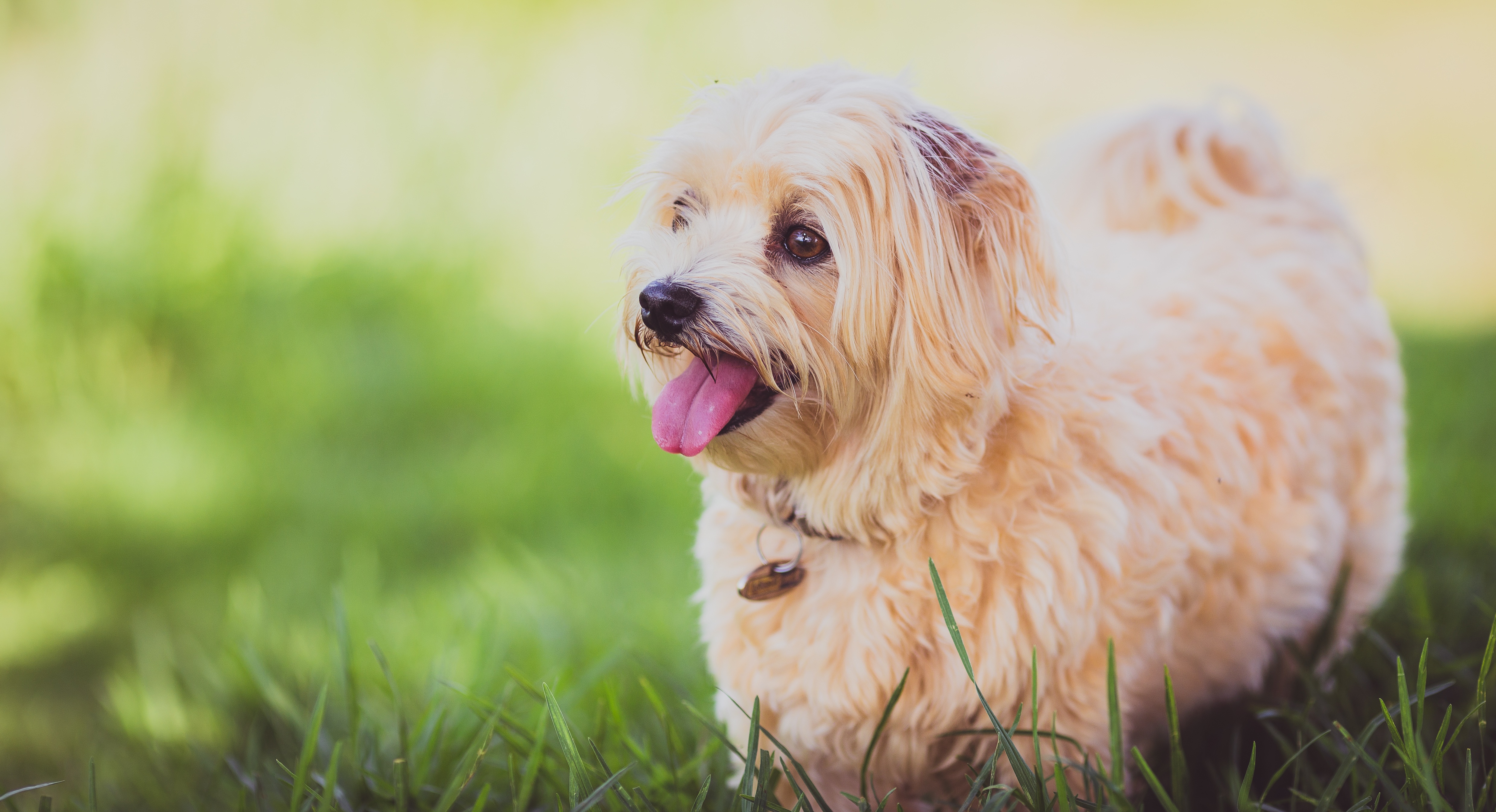 Free photo A joyful puppy on the green grass